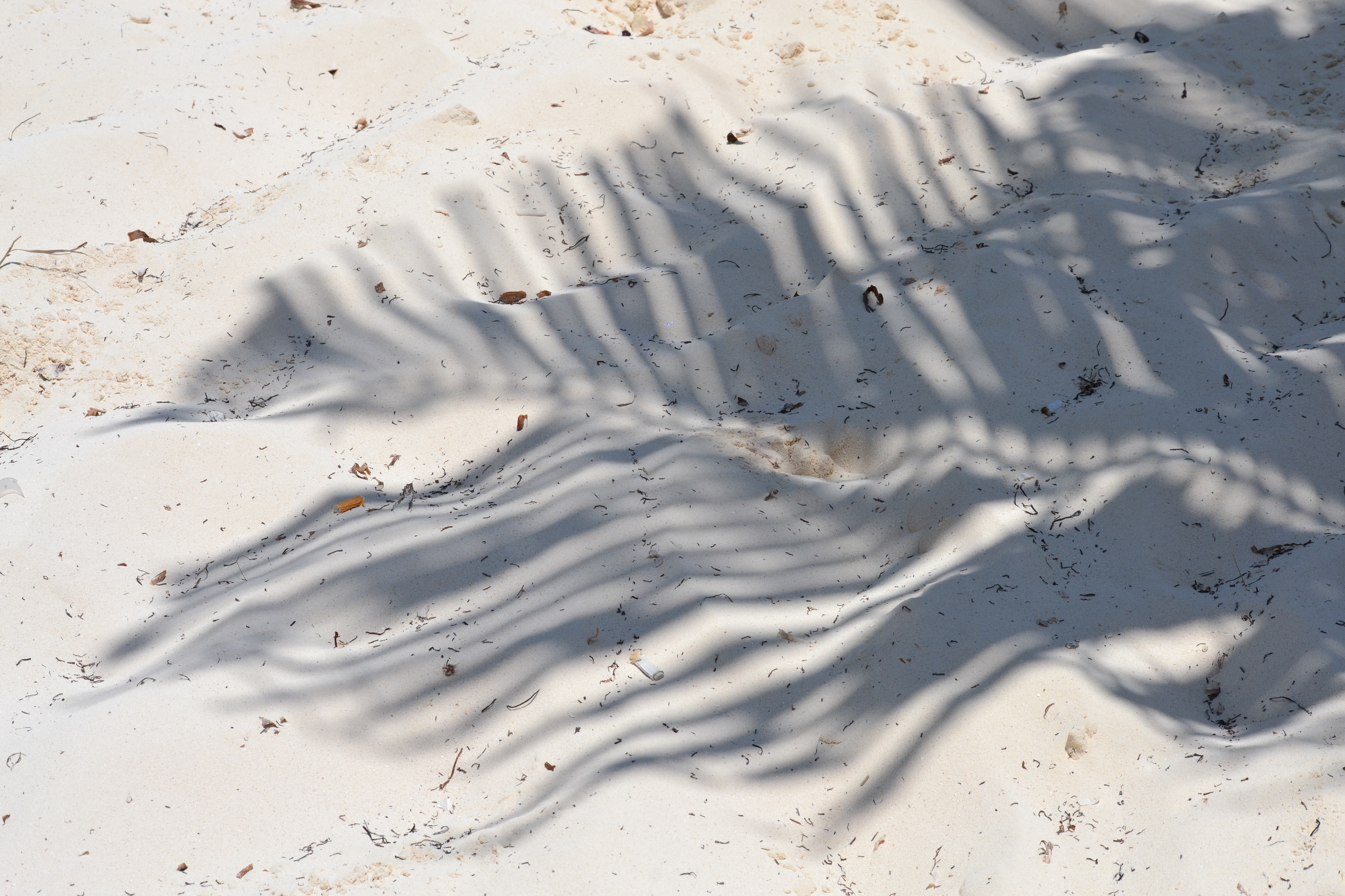 SirenaSavage OnlyFans header