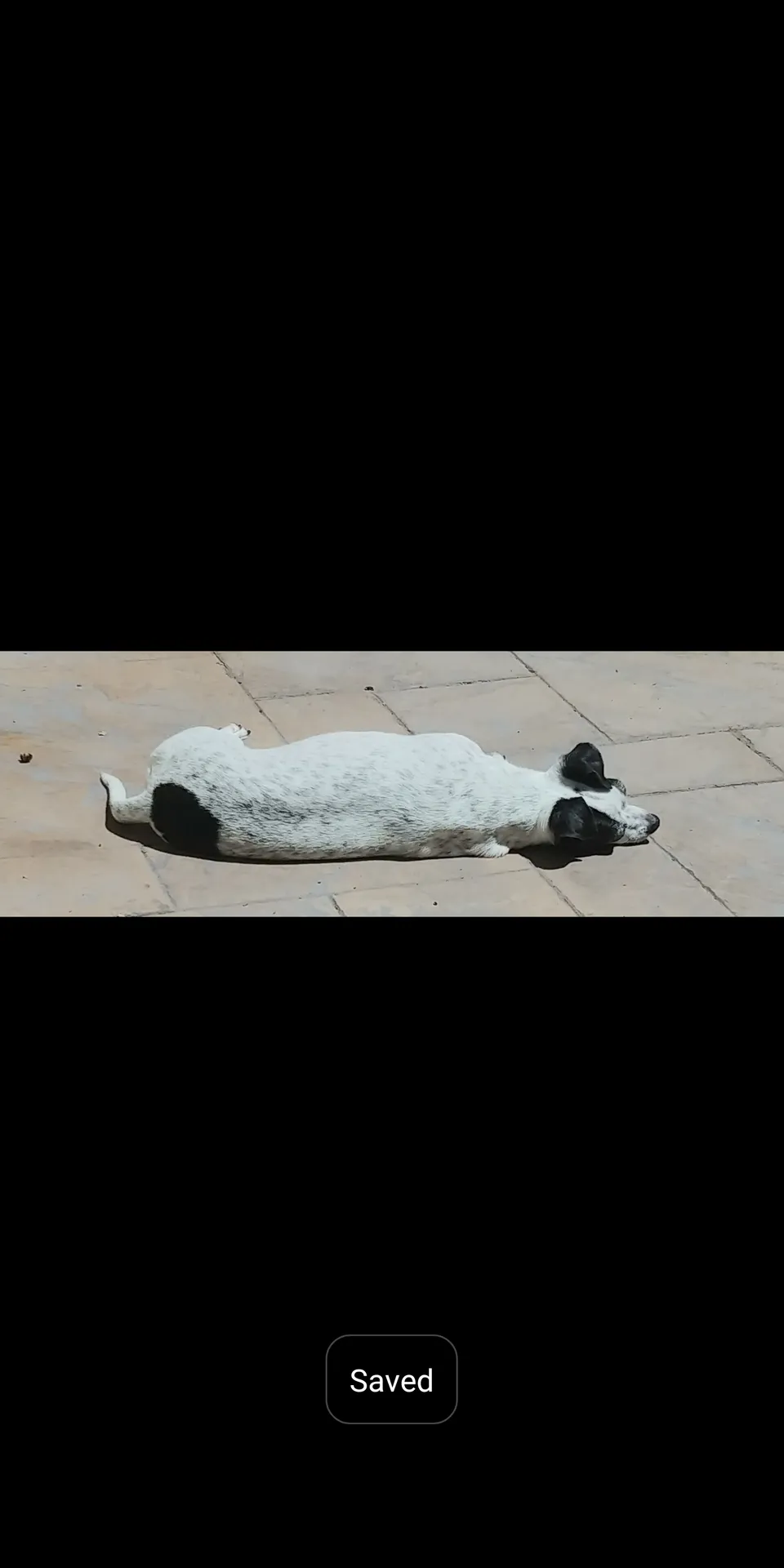 Sneaky OnlyFans header