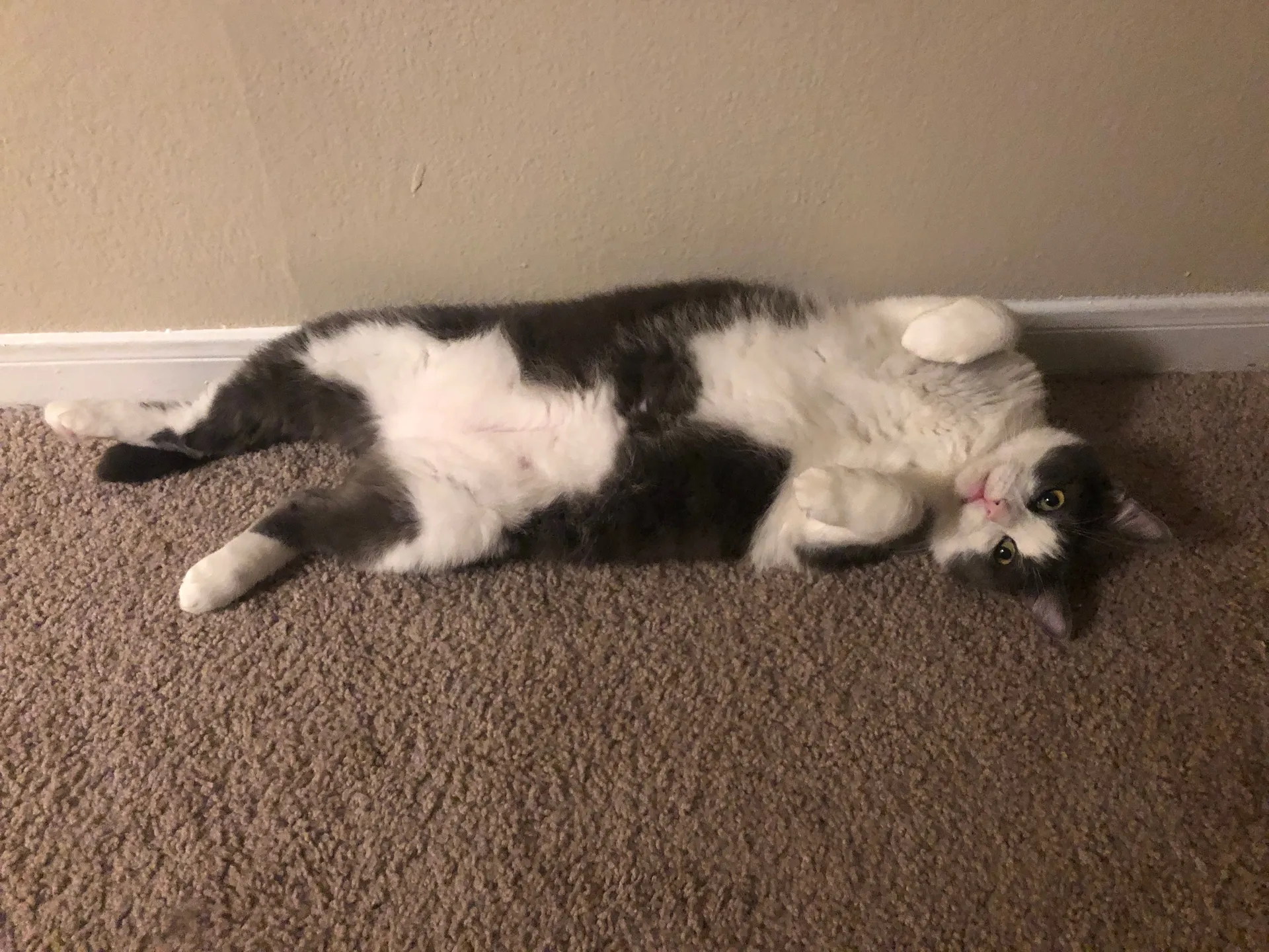 adam johnson OnlyFans header