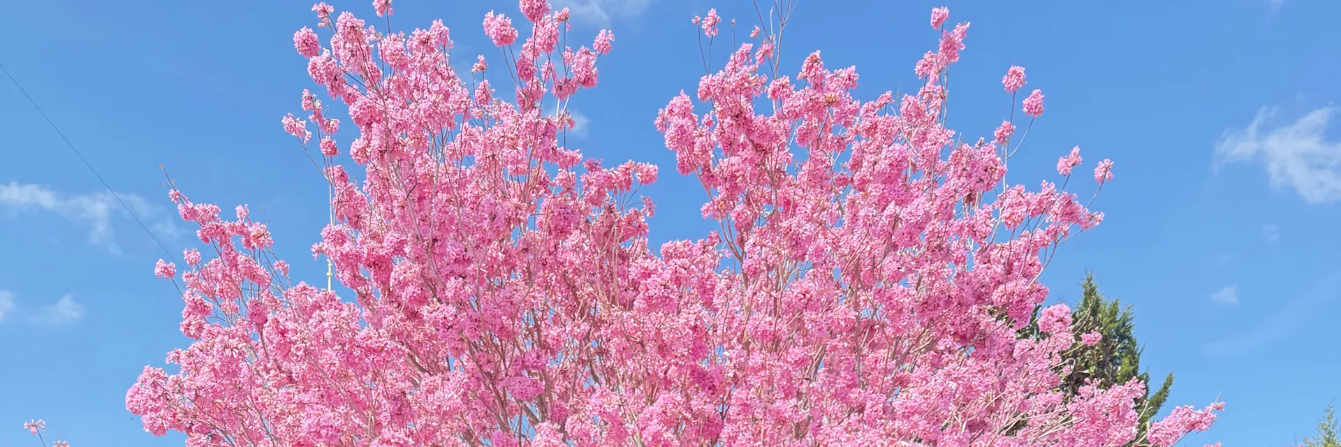 ♡ Nova ♡ OnlyFans header