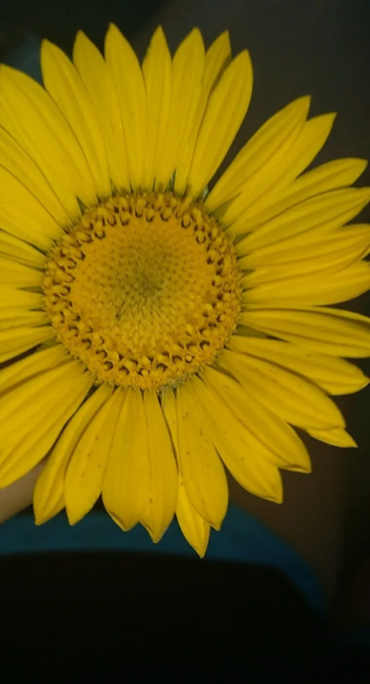 Snow OnlyFans header