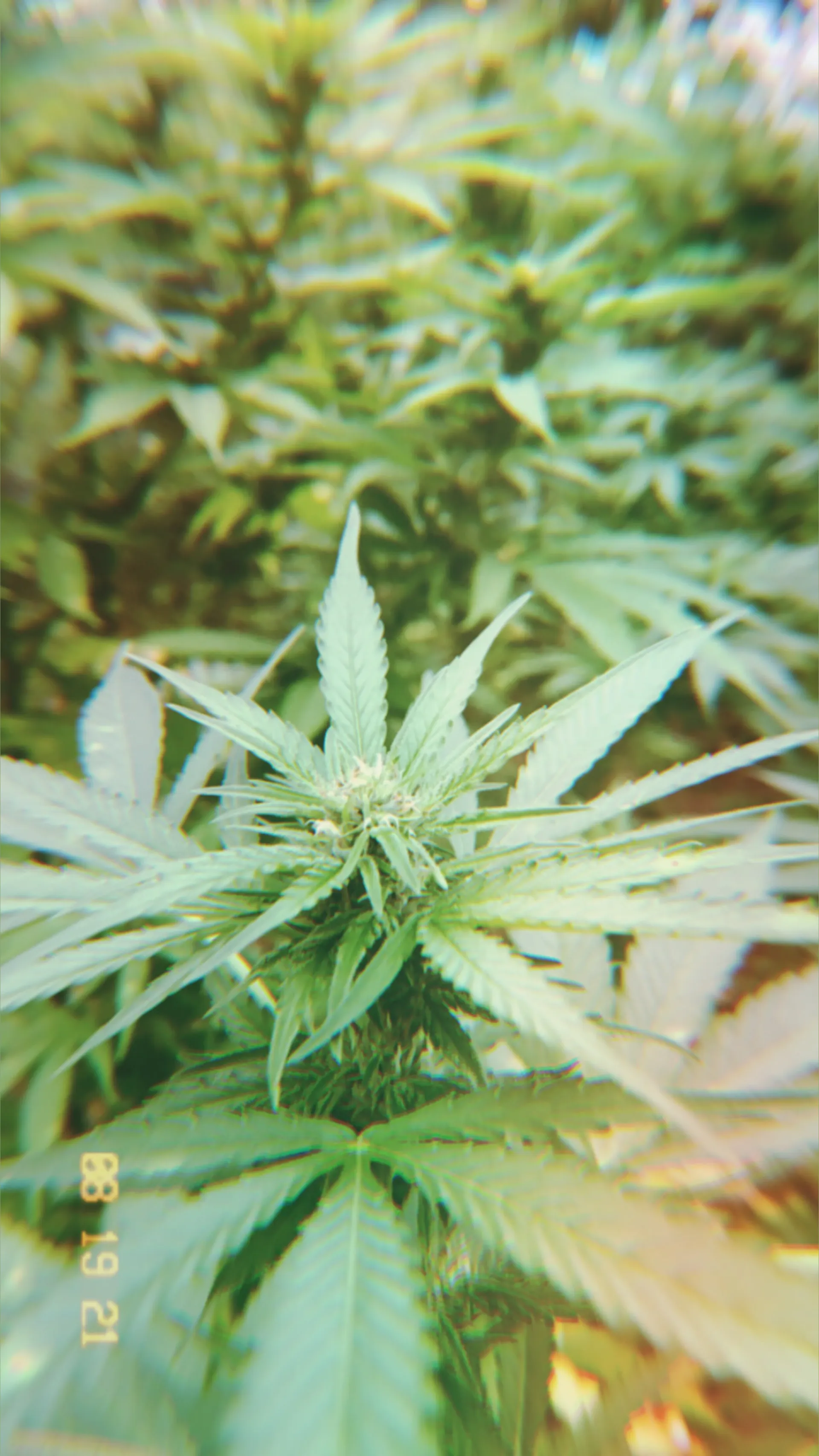 Miss Samantha OnlyFans header