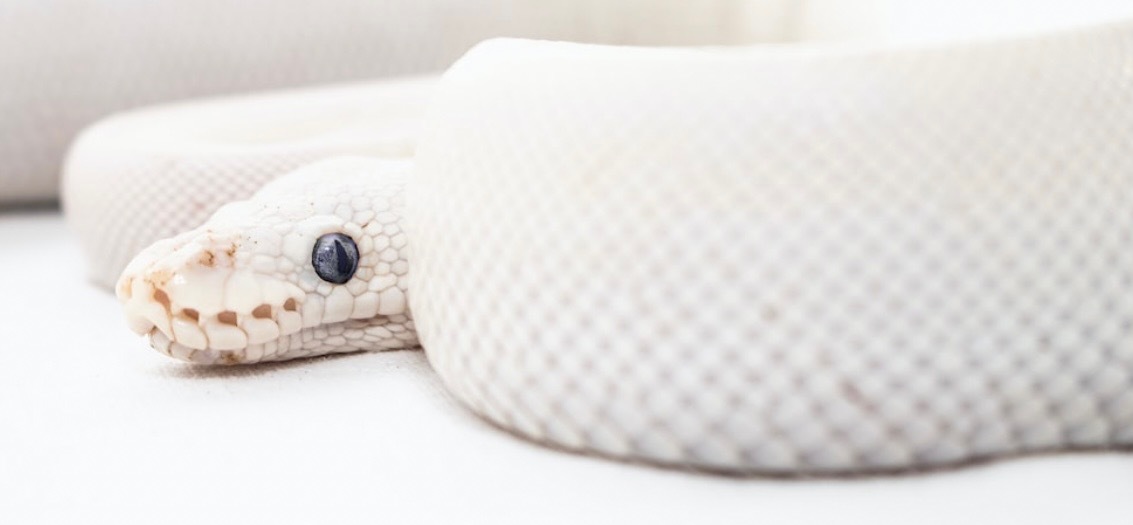 SHES BACK 👀 OnlyFans header