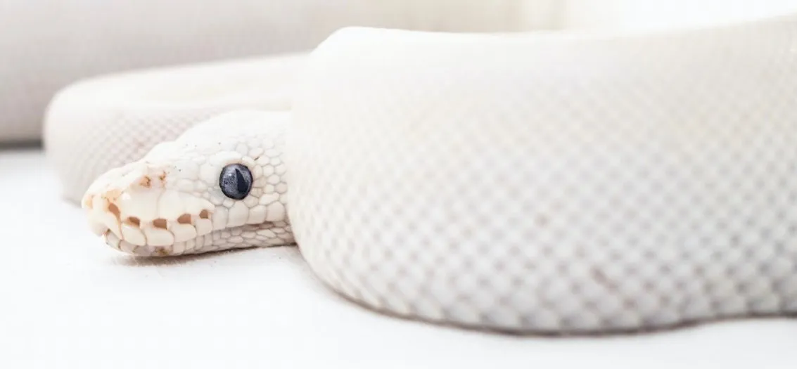 SHES BACK 👀 OnlyFans header