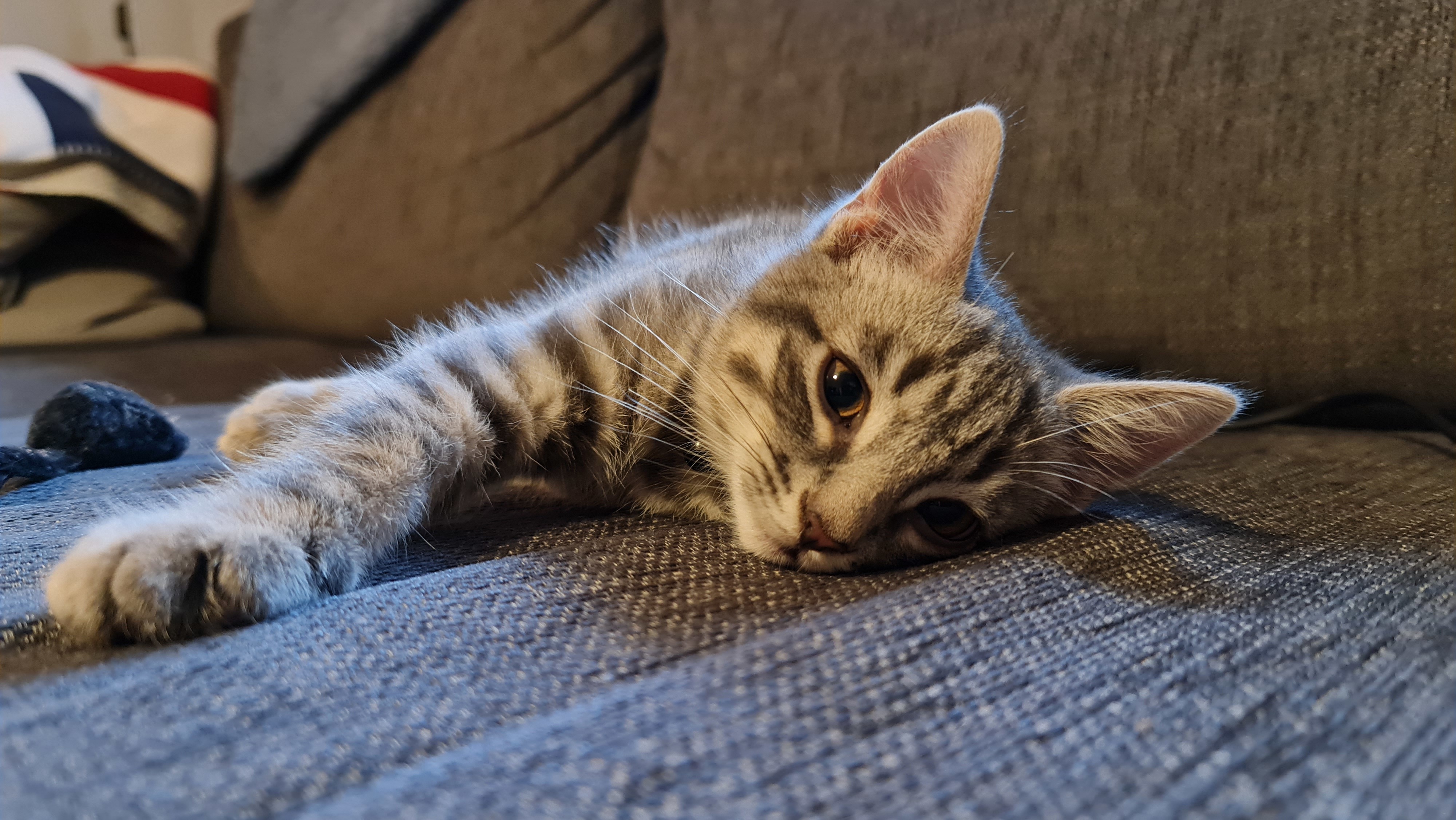 TheEpicUnicornKitten OnlyFans header