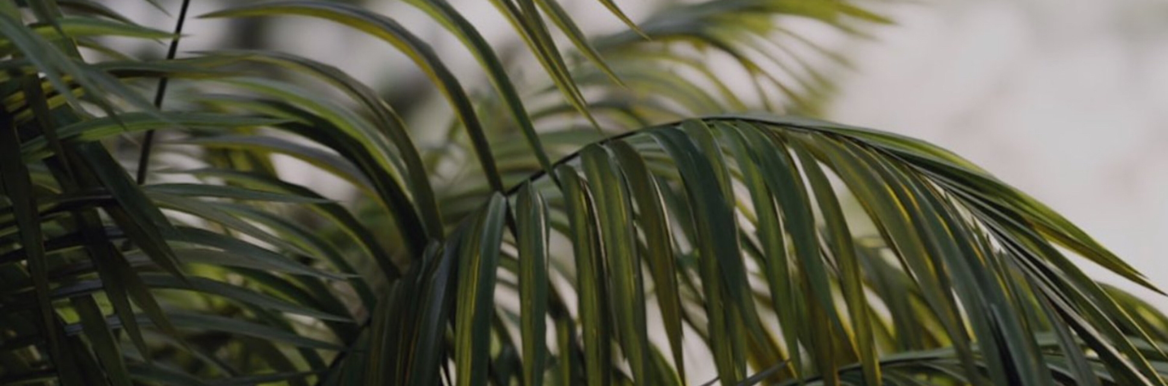 Viv! 50% Off OnlyFans header