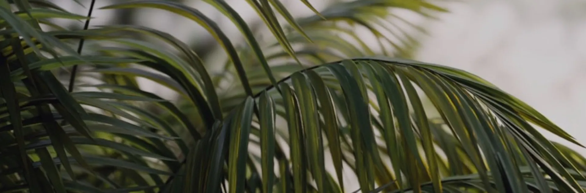 Viv! 50% Off OnlyFans header