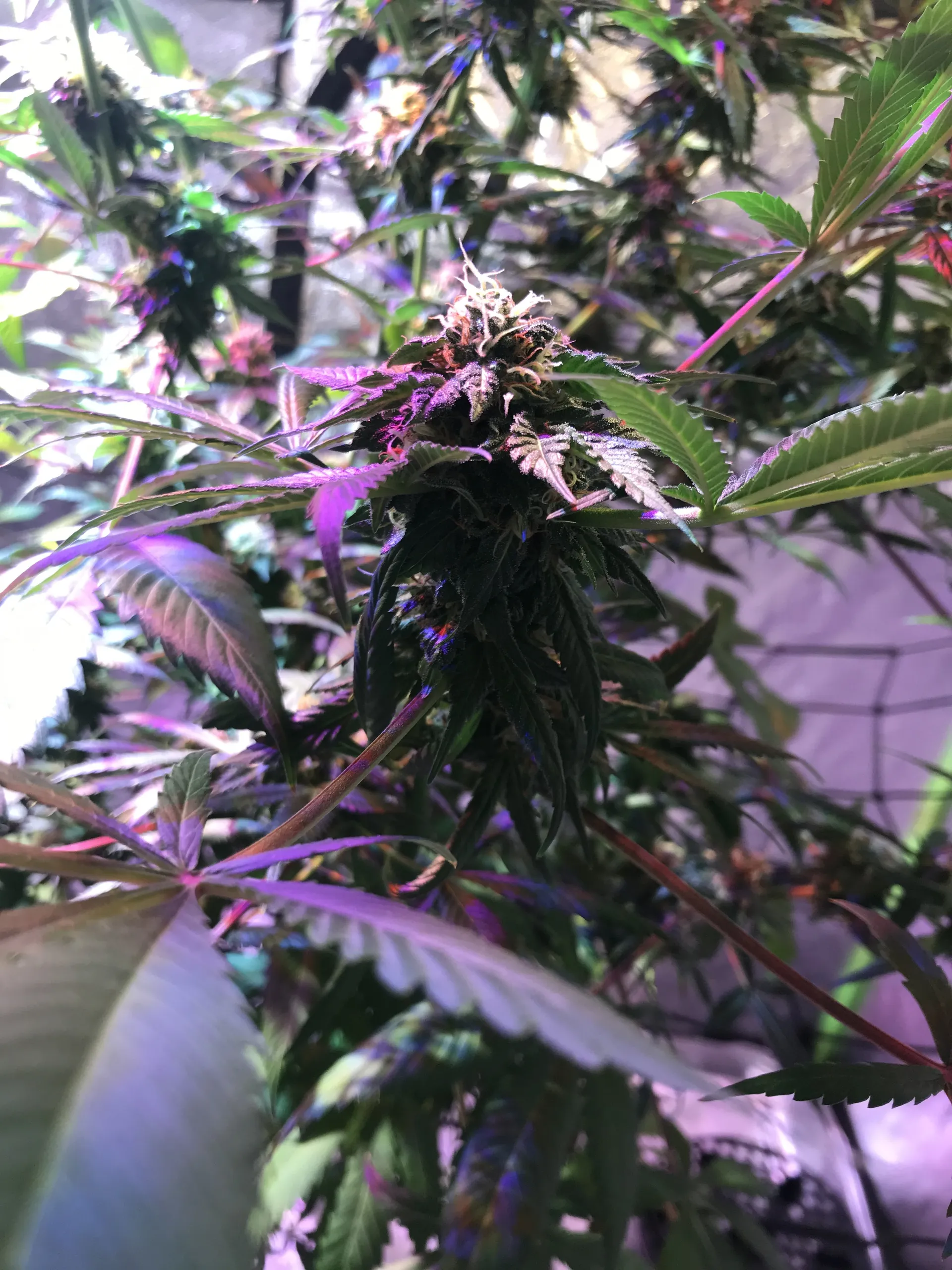 Charrdbacon OnlyFans header