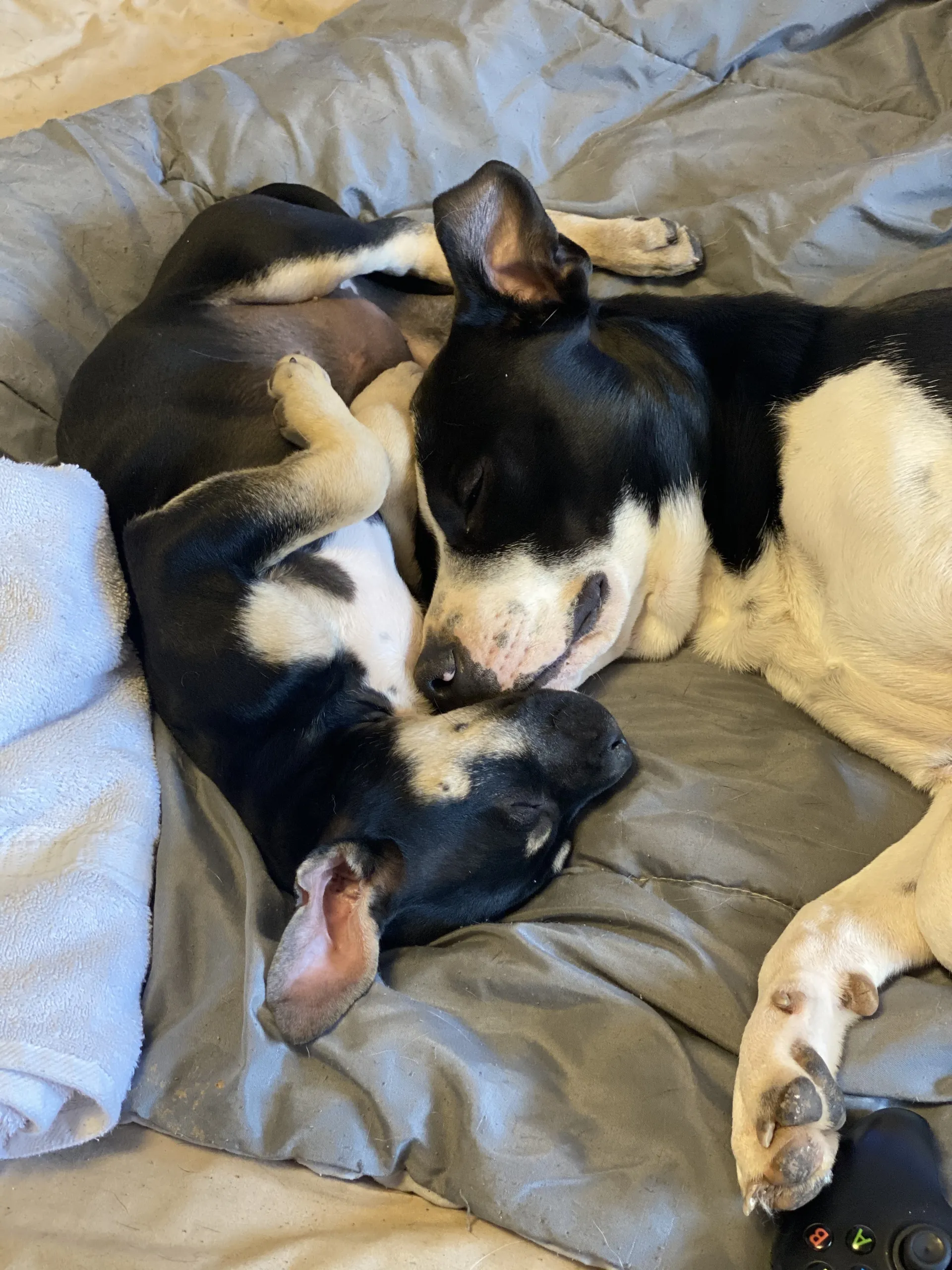 Andrew OnlyFans header