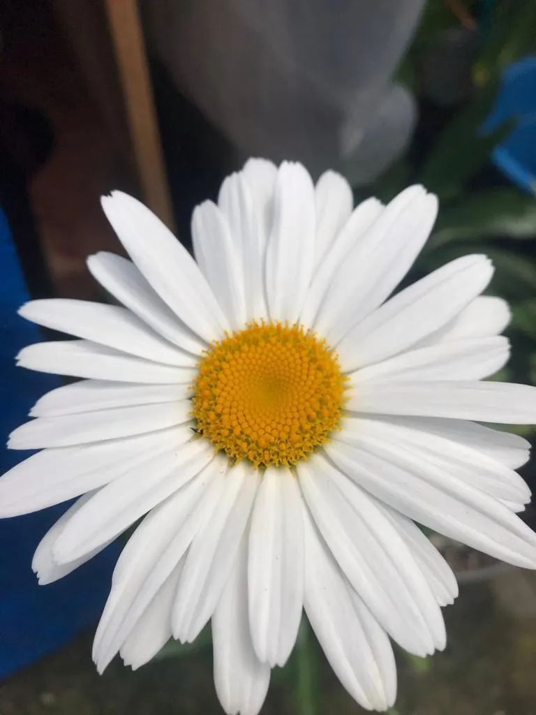 Venessia OnlyFans header