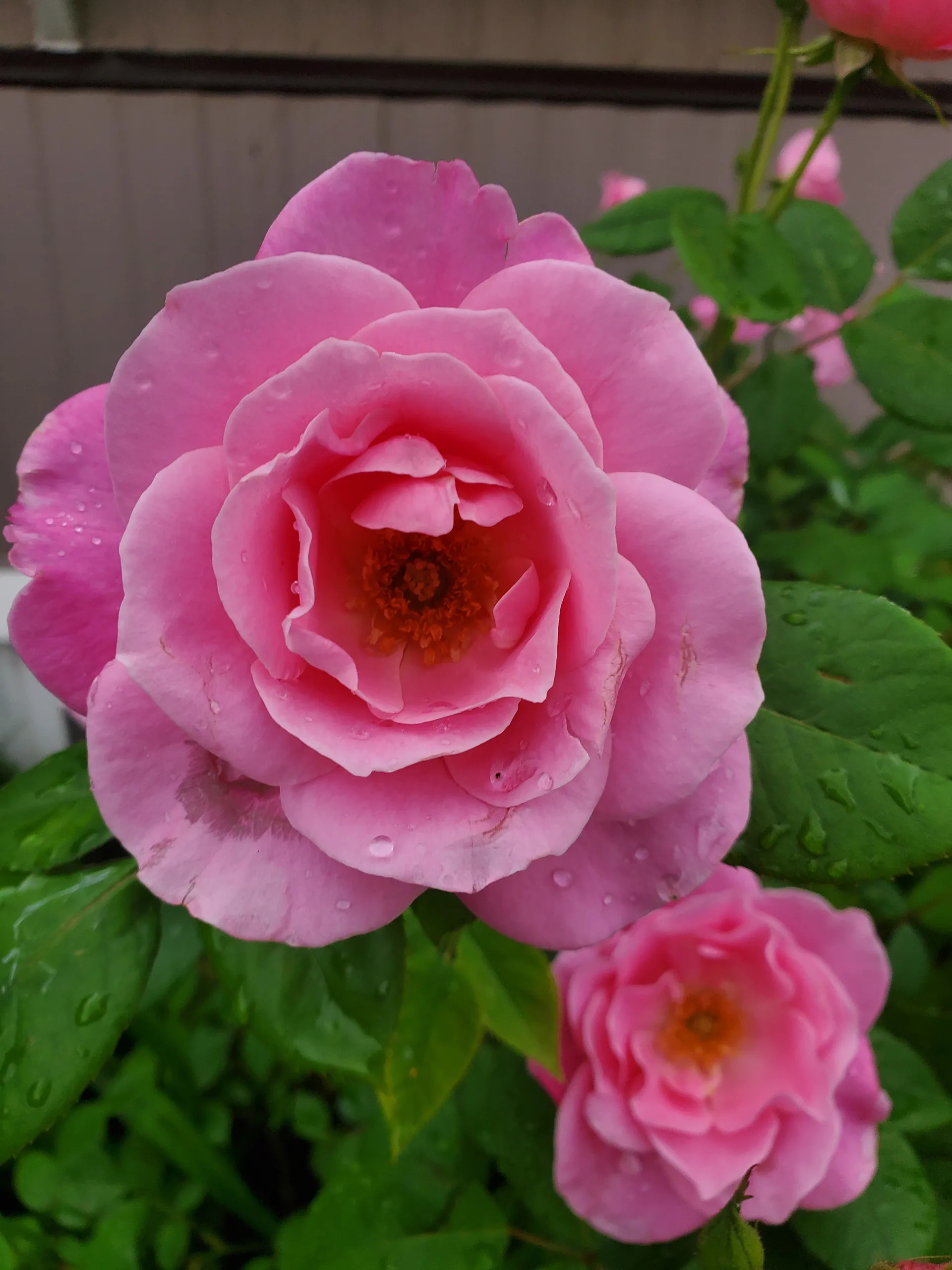 ROSE 🌹 OnlyFans header