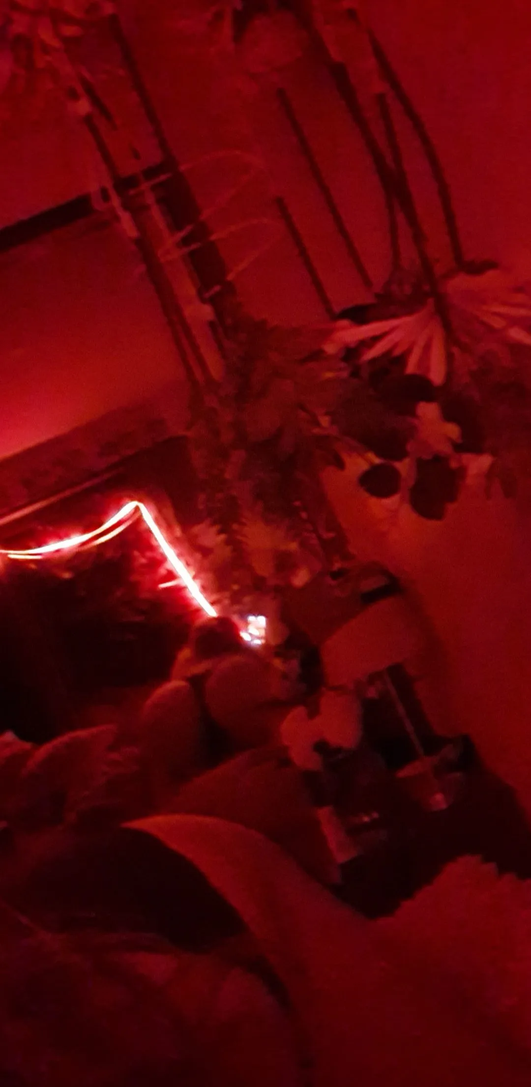 Isabella Dodds OnlyFans header