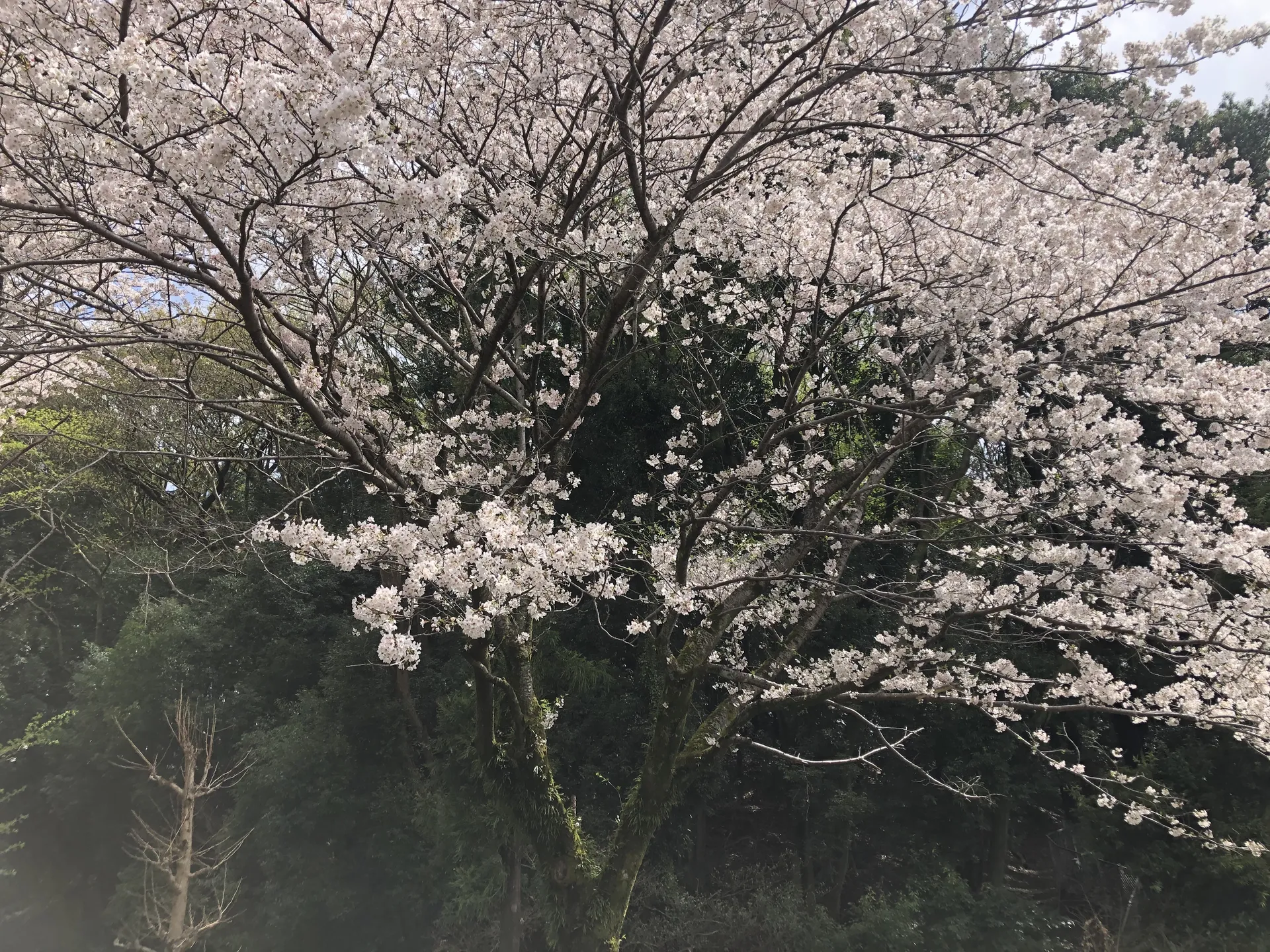 u186135013 OnlyFans header