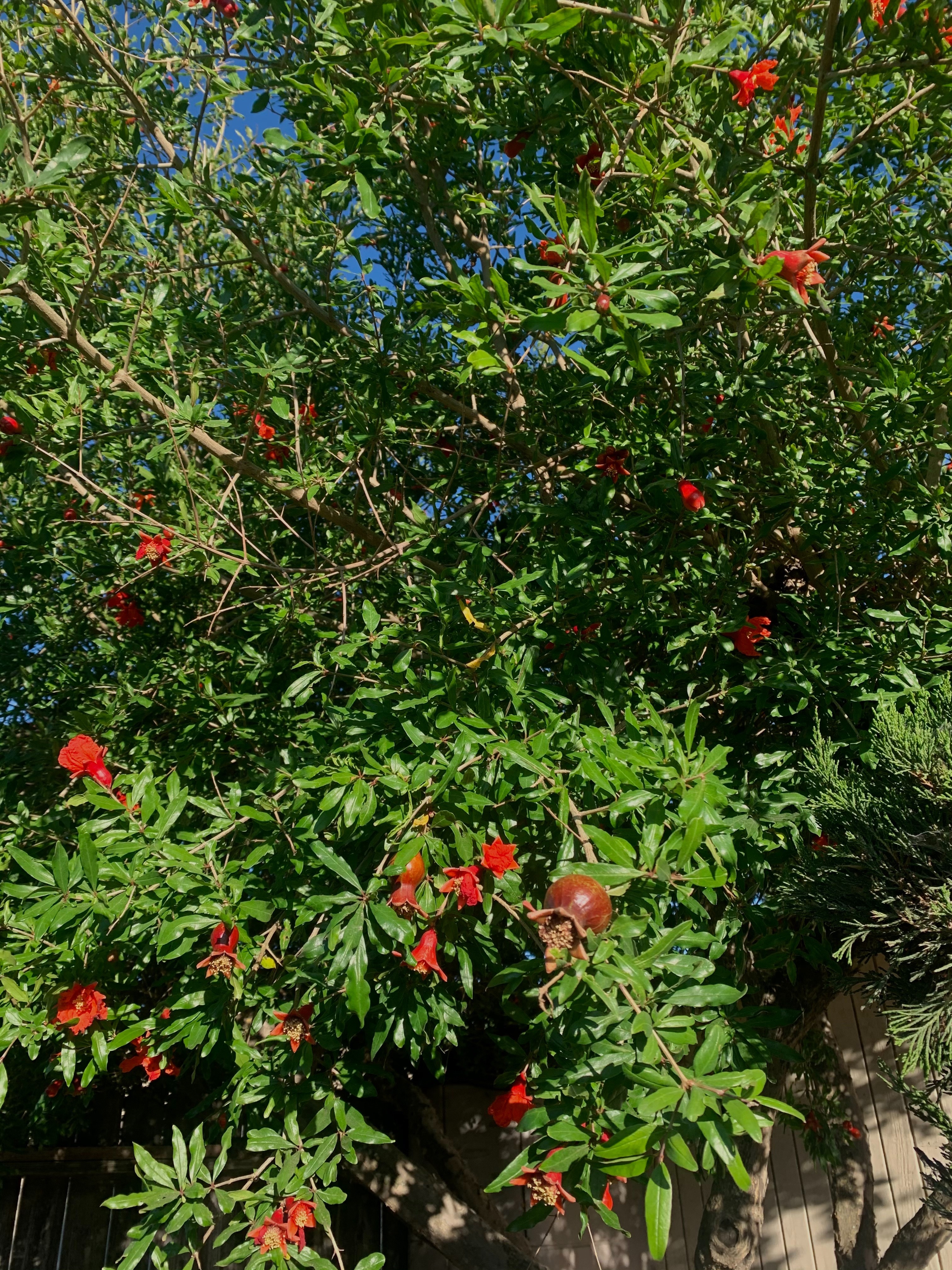 Alejandra OnlyFans header