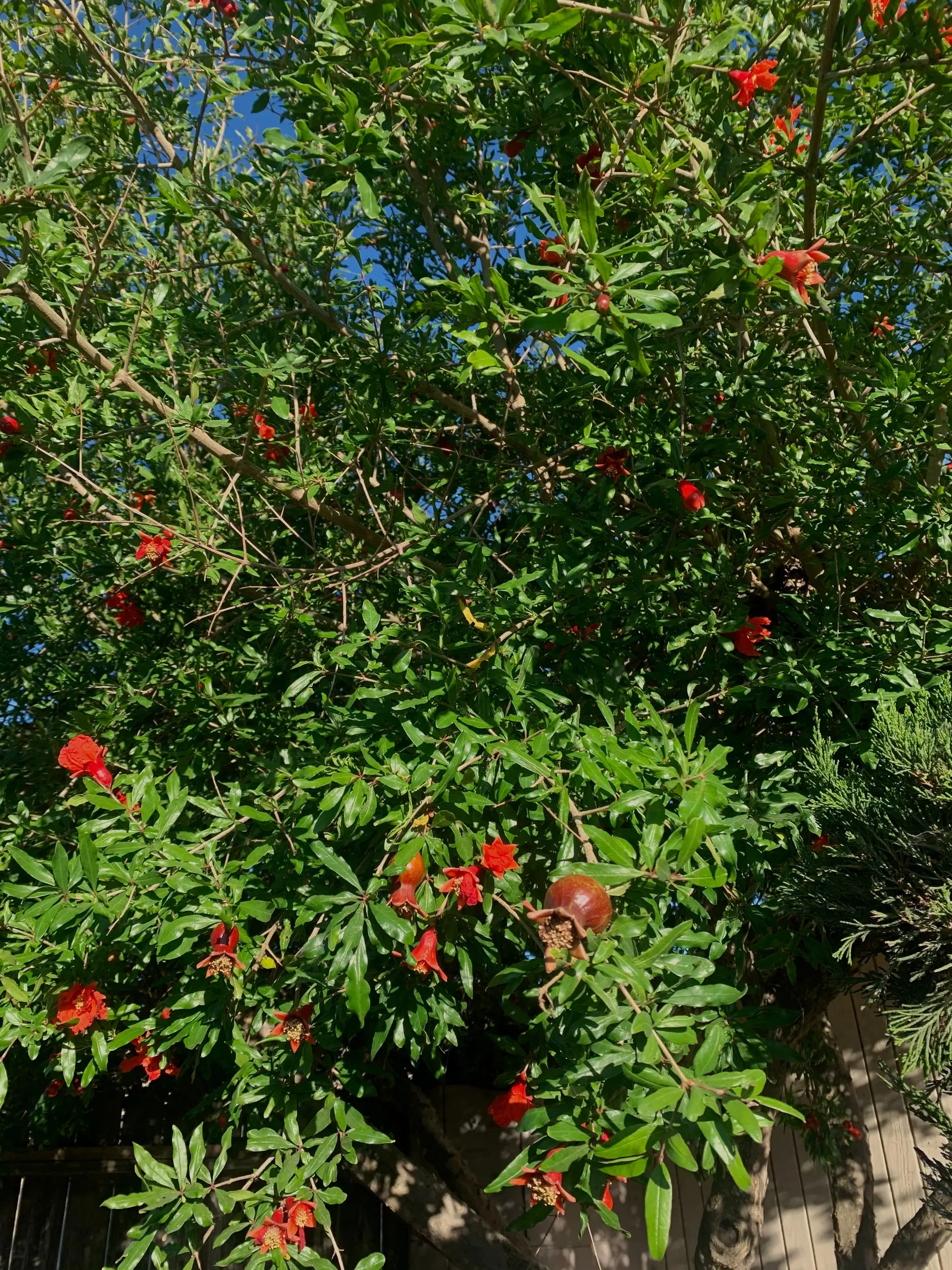 Alejandra OnlyFans header