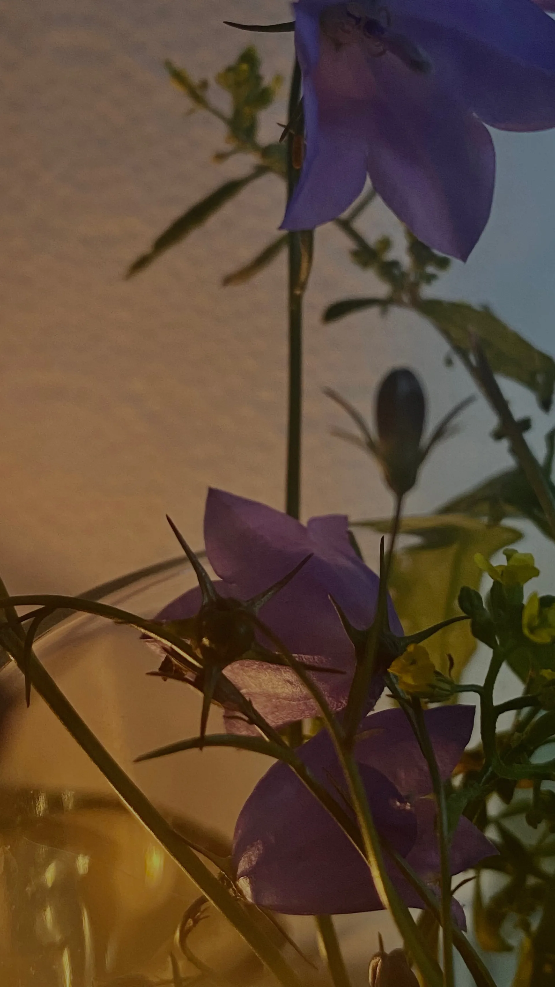 Jane Maria OnlyFans header