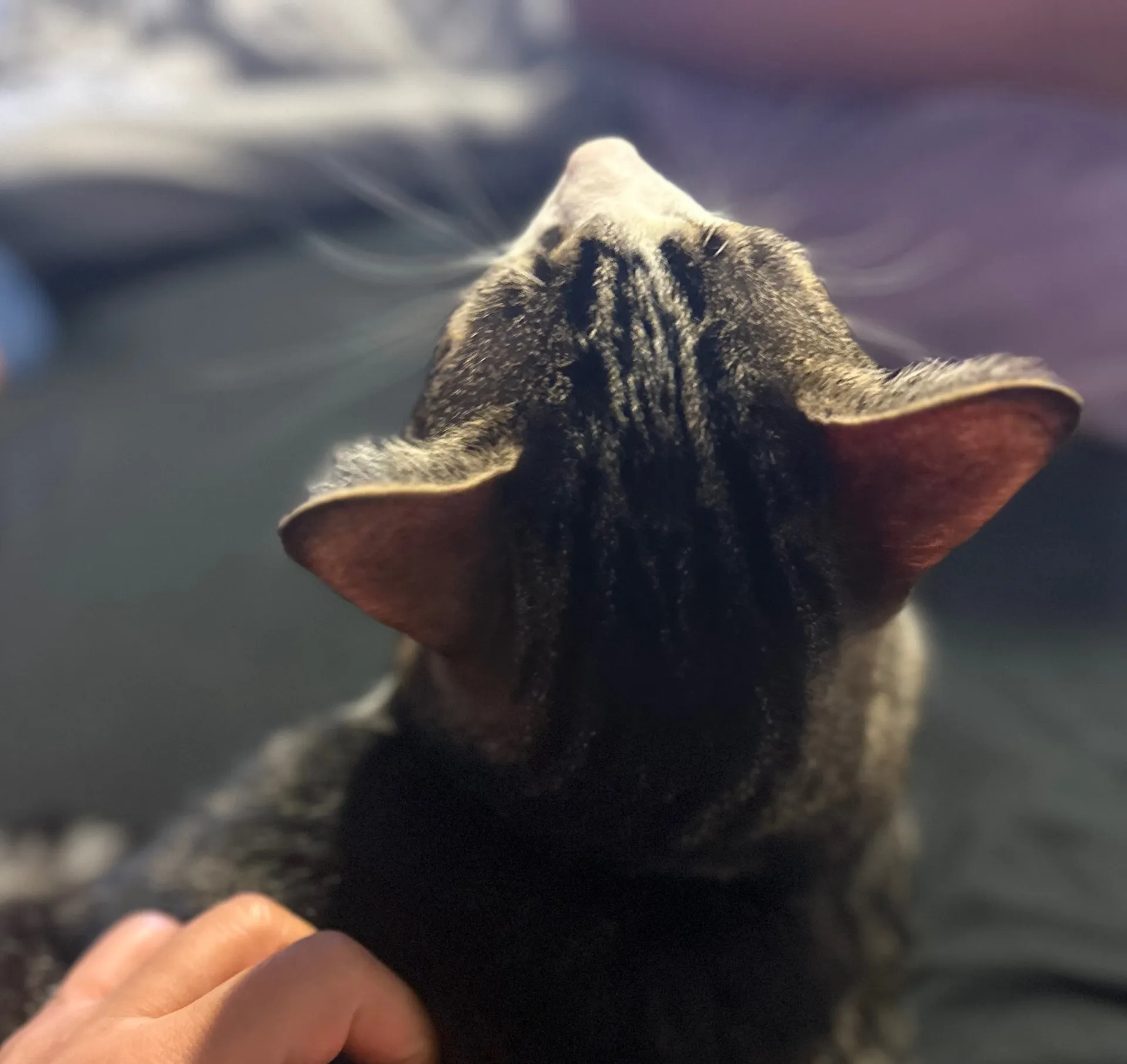 yanni OnlyFans header