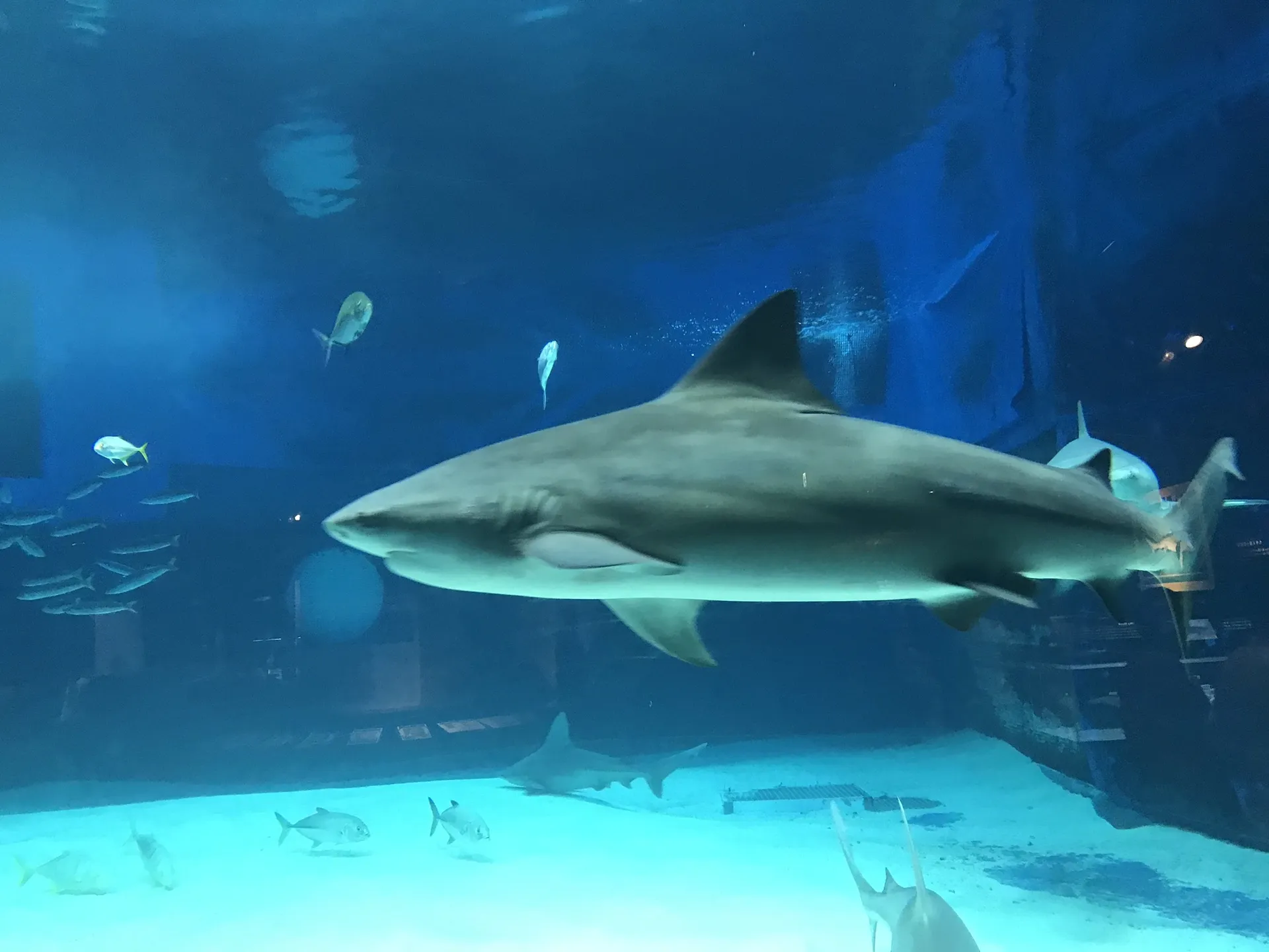 SoyBoyJoy OnlyFans header