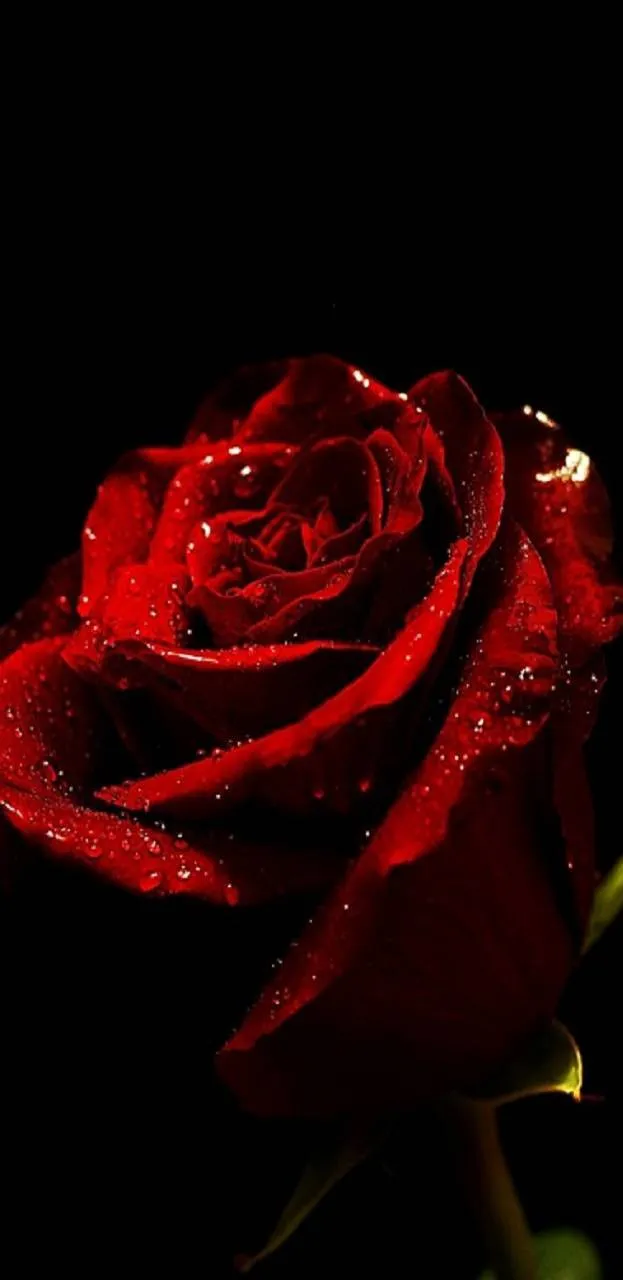 u52853698 OnlyFans header