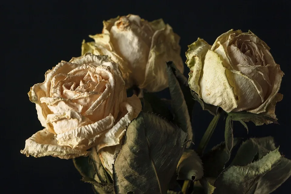 Eris OnlyFans header