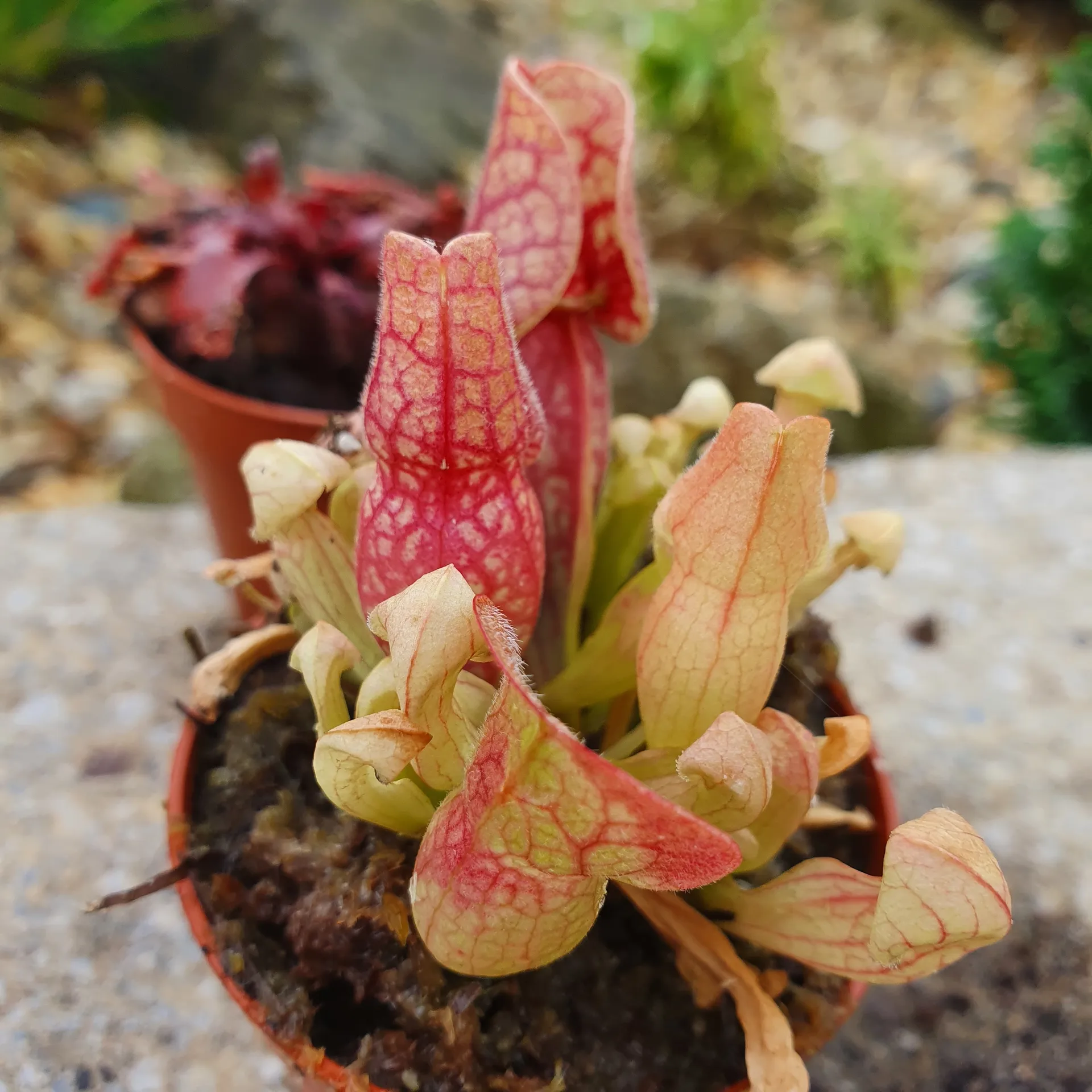 Senpai 🎂 OnlyFans header