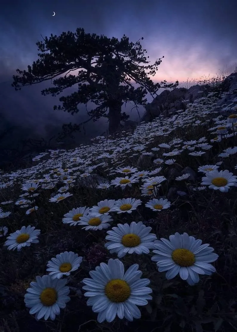 Elysia Varney OnlyFans header