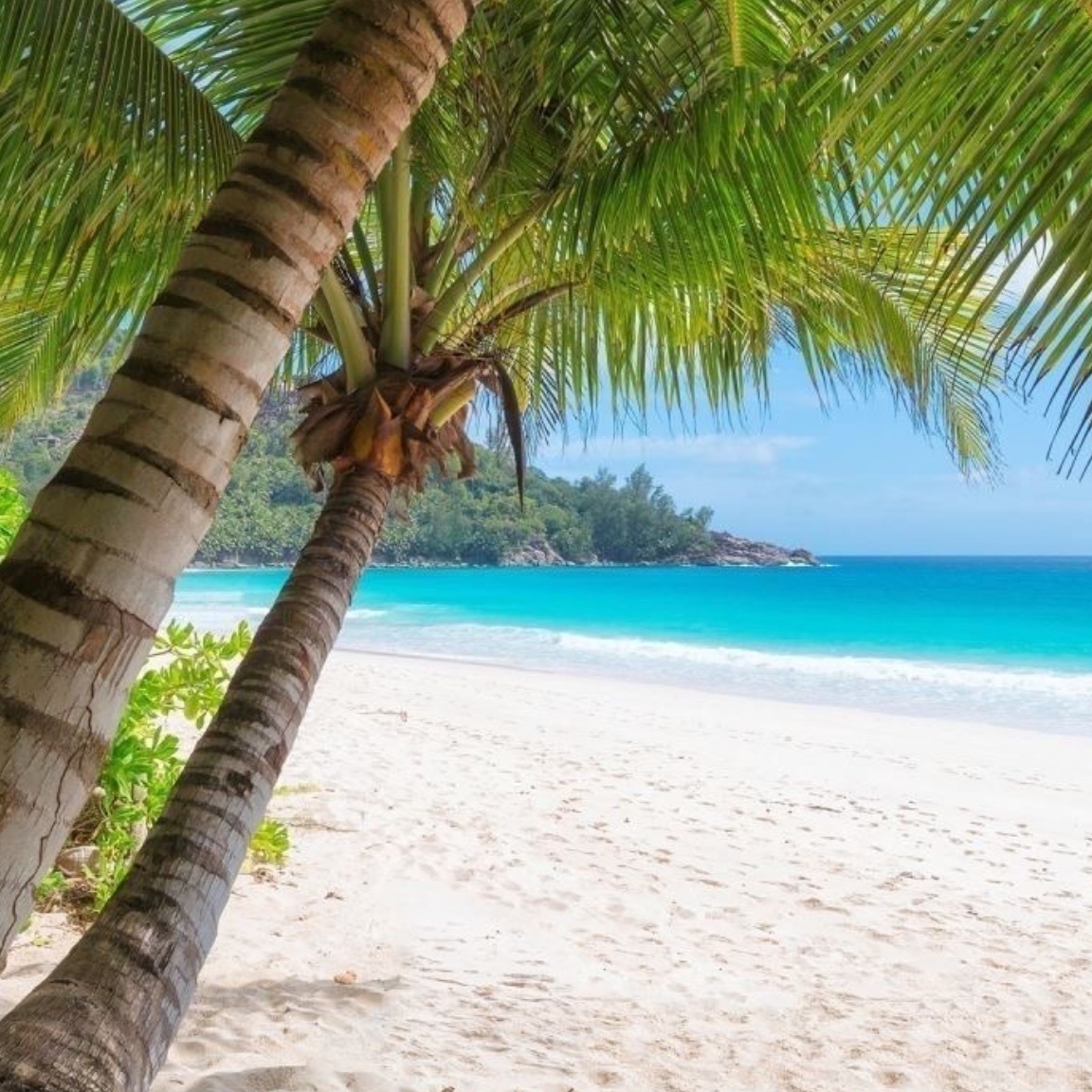 Vahine Tahiti OnlyFans header