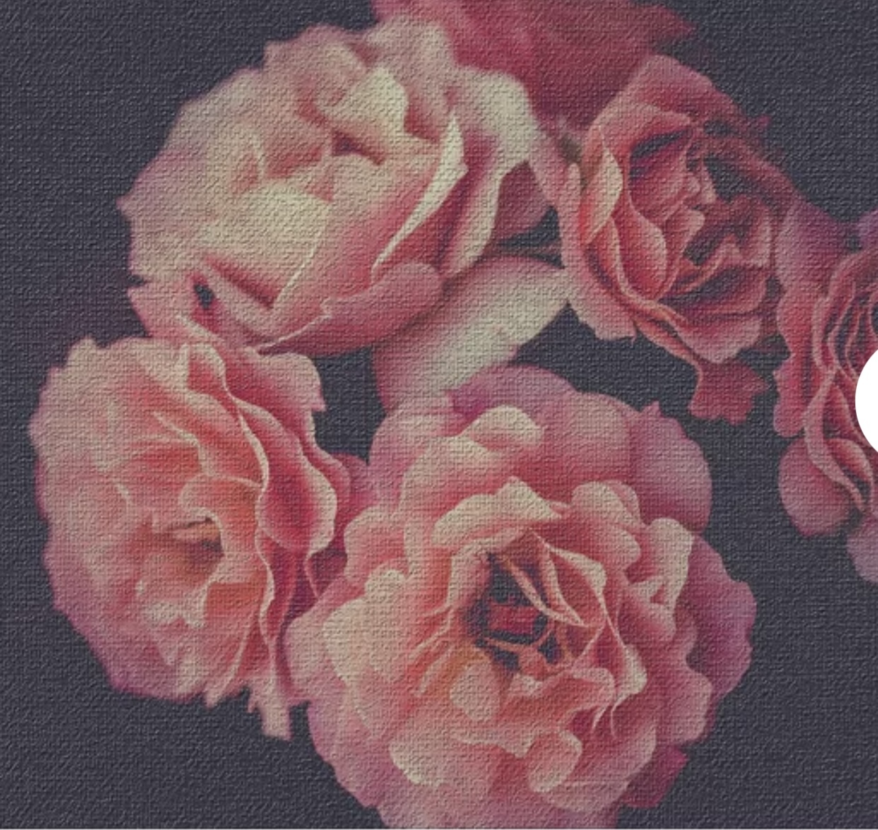 YourVaidaSecret OnlyFans header