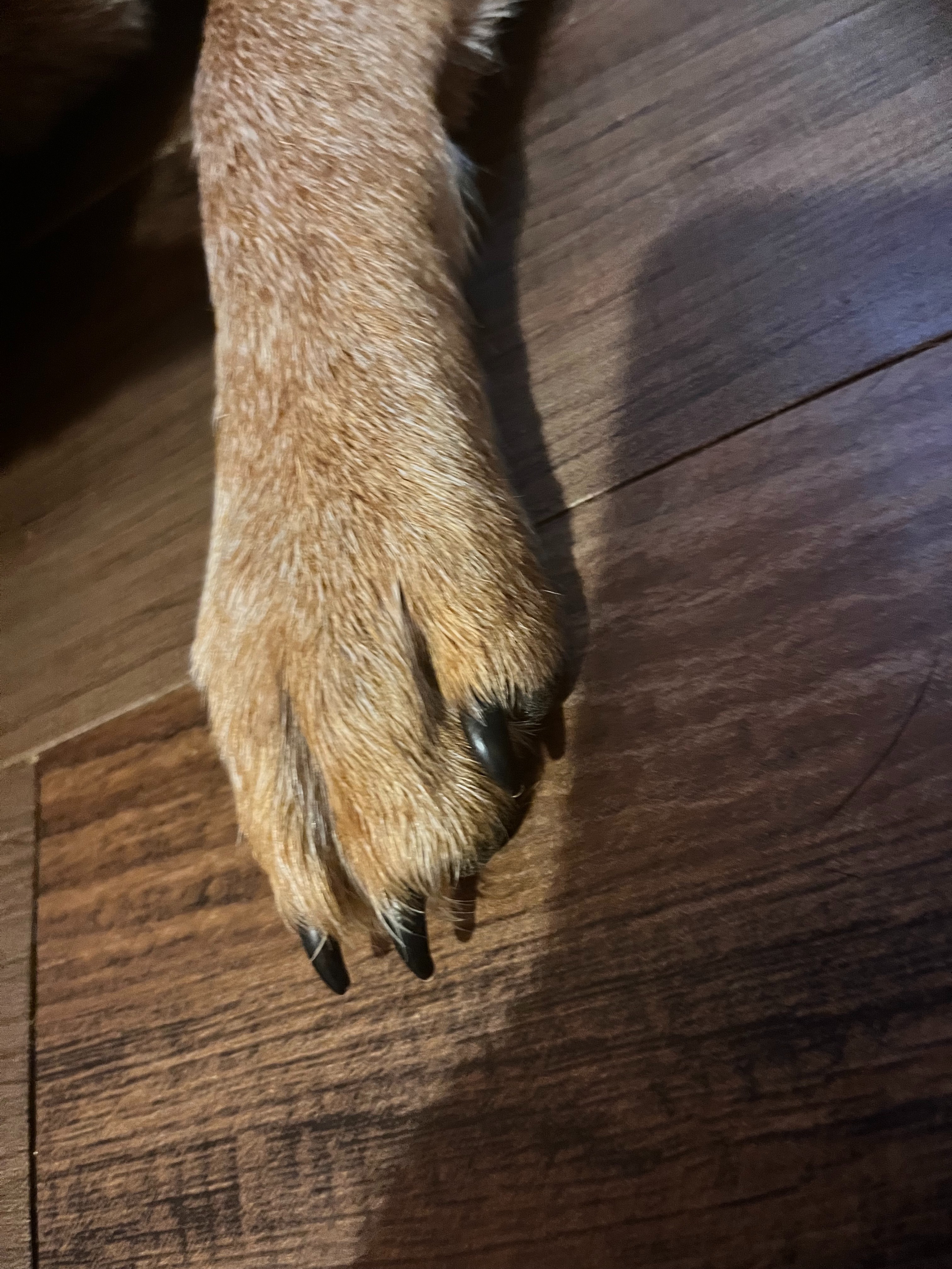 Val_ChickenQueen OnlyFans