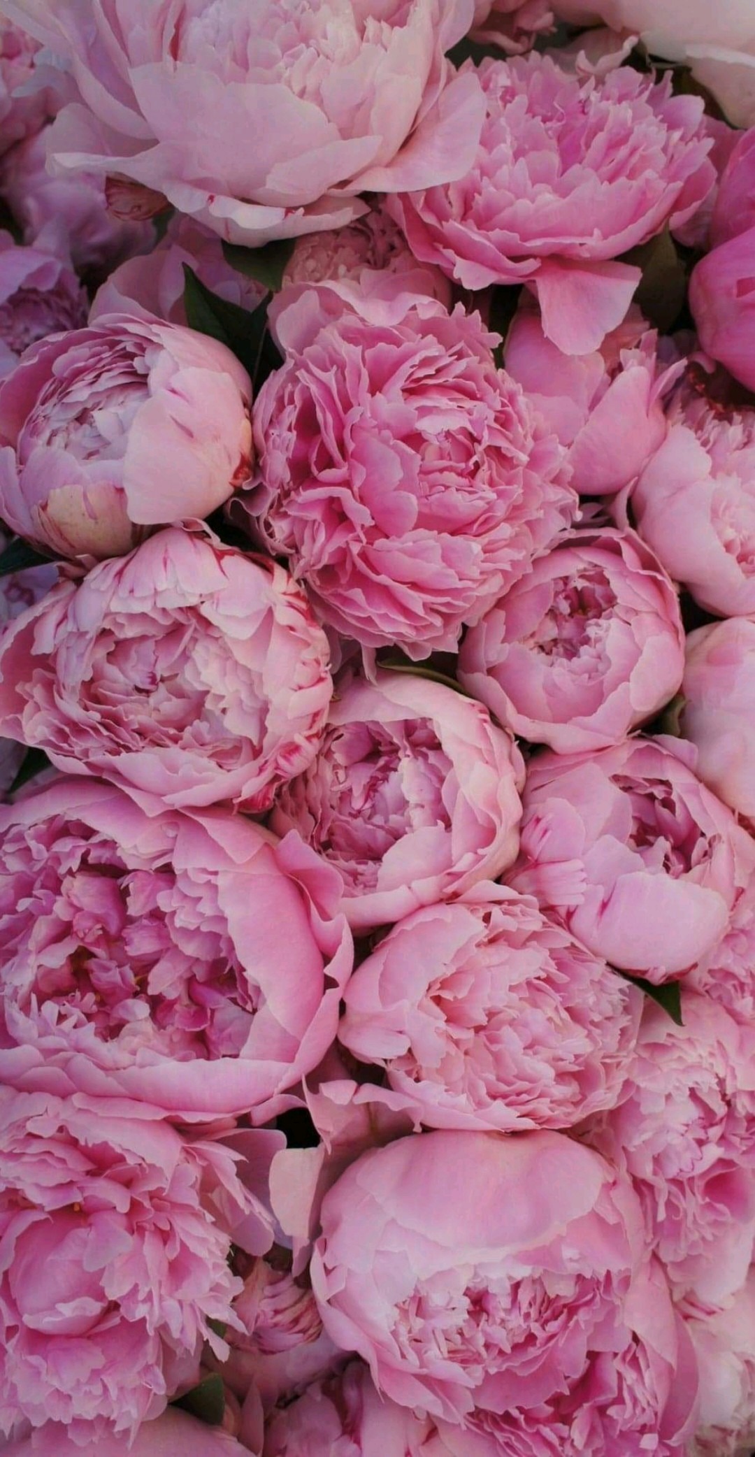 Valanniee OnlyFans header