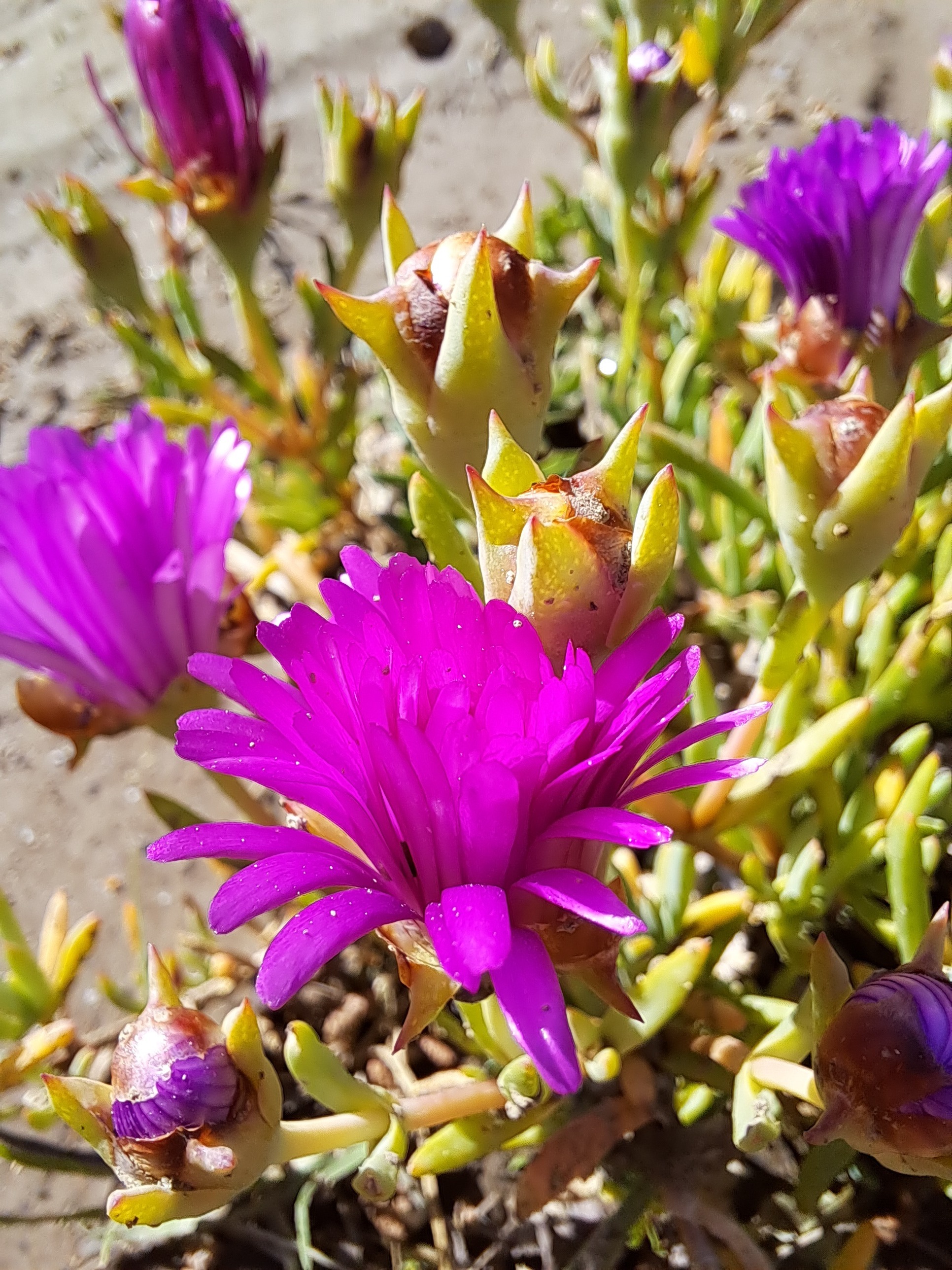 Valen Curtis OnlyFans