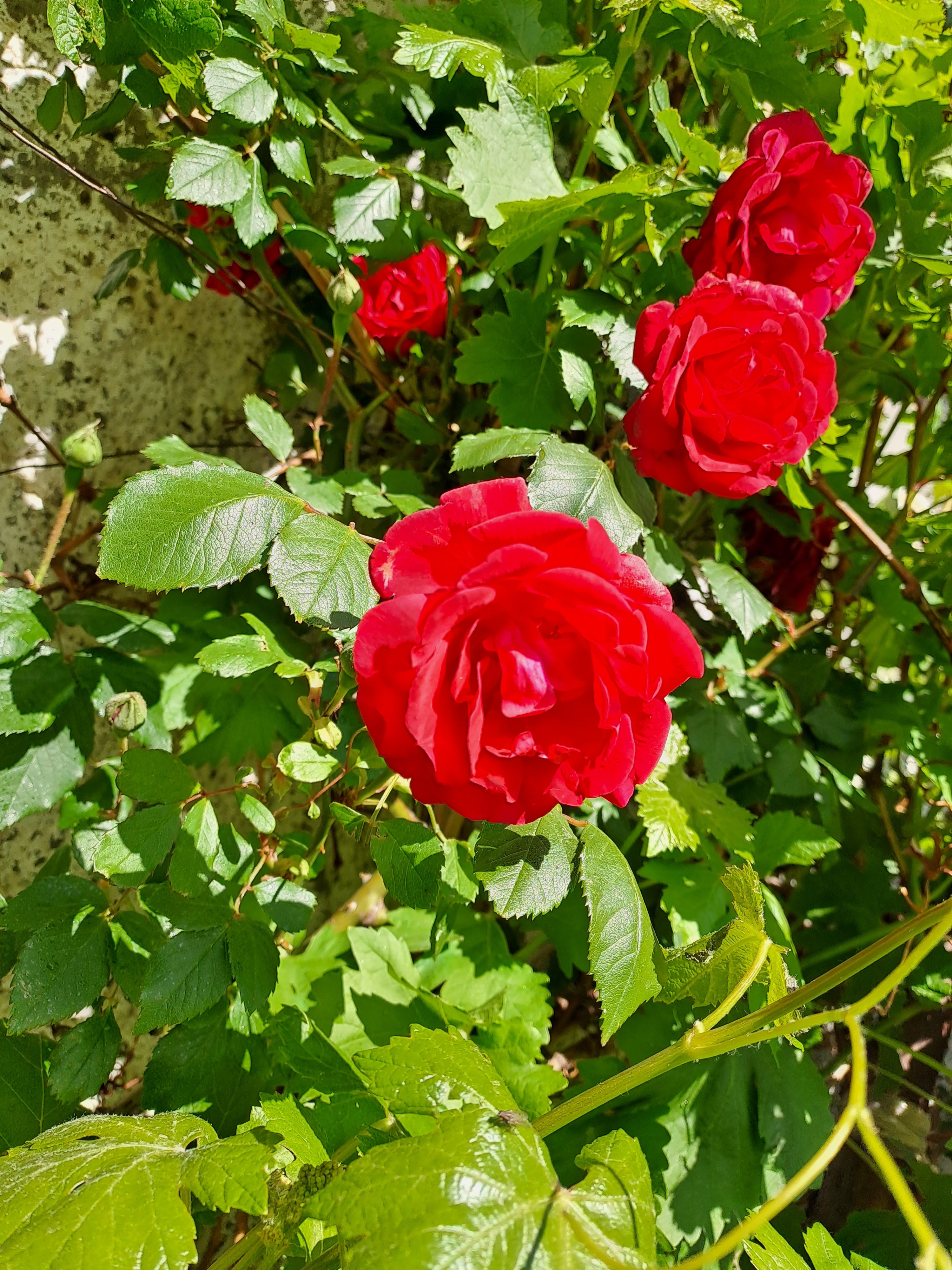 Valen Curtis OnlyFans header