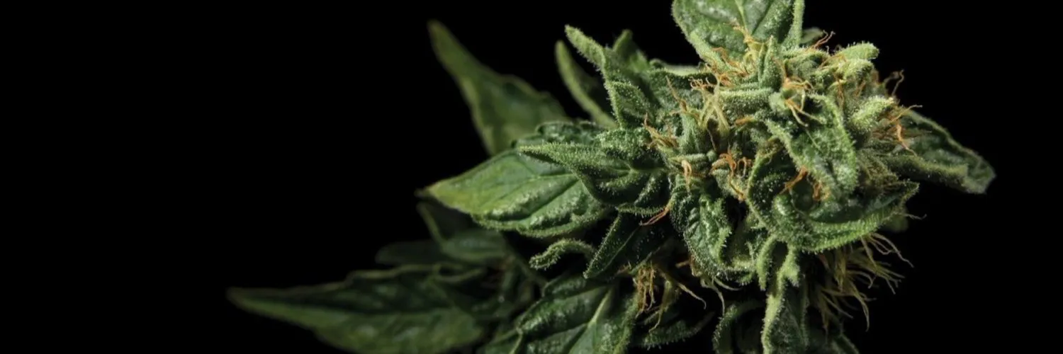 Valeriya OnlyFans header