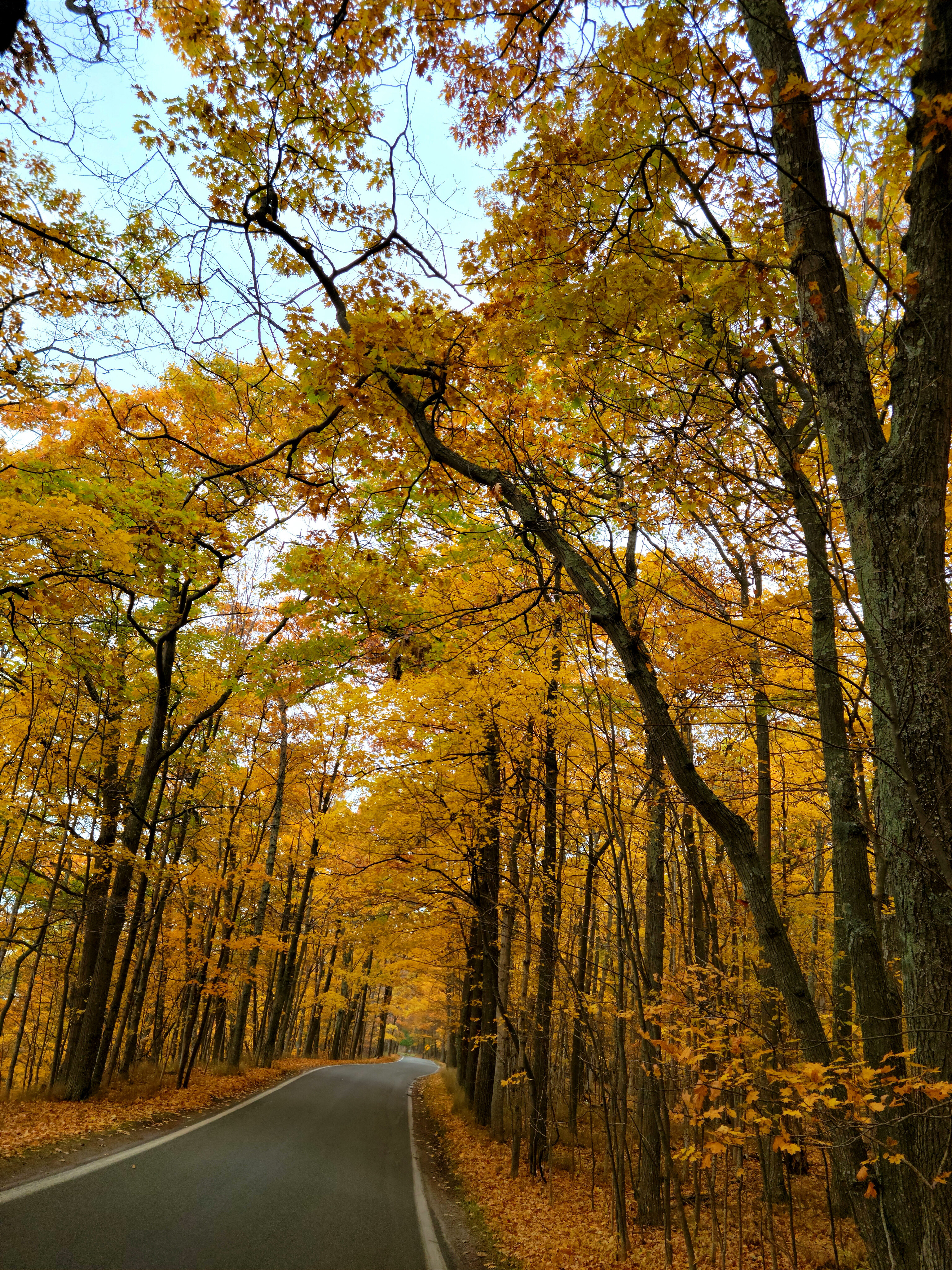 Freyja Fïnndahm OnlyFans header