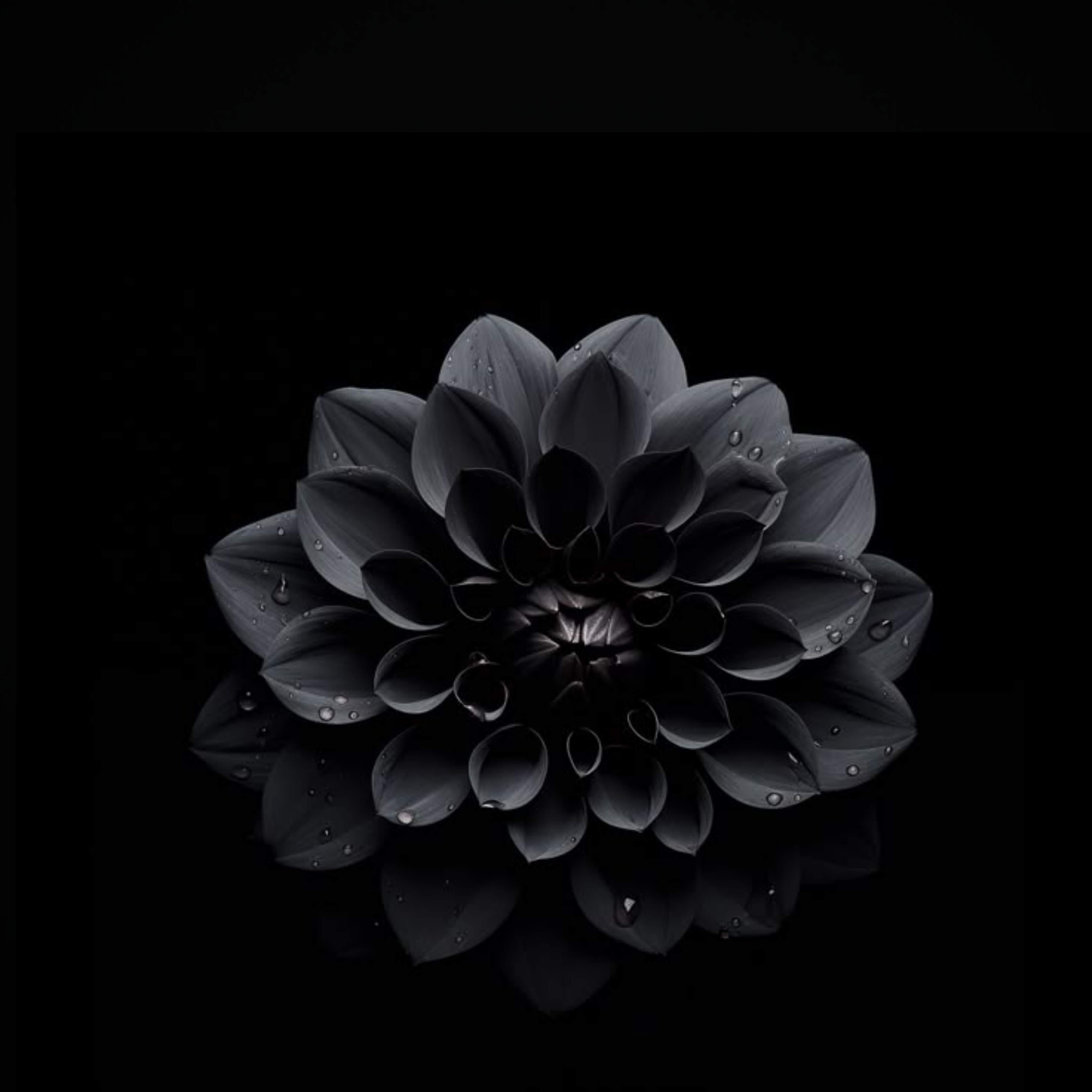 Valkyrie OnlyFans header