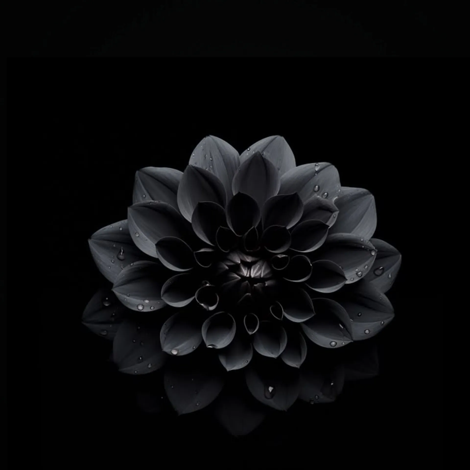 Valkyrie OnlyFans header