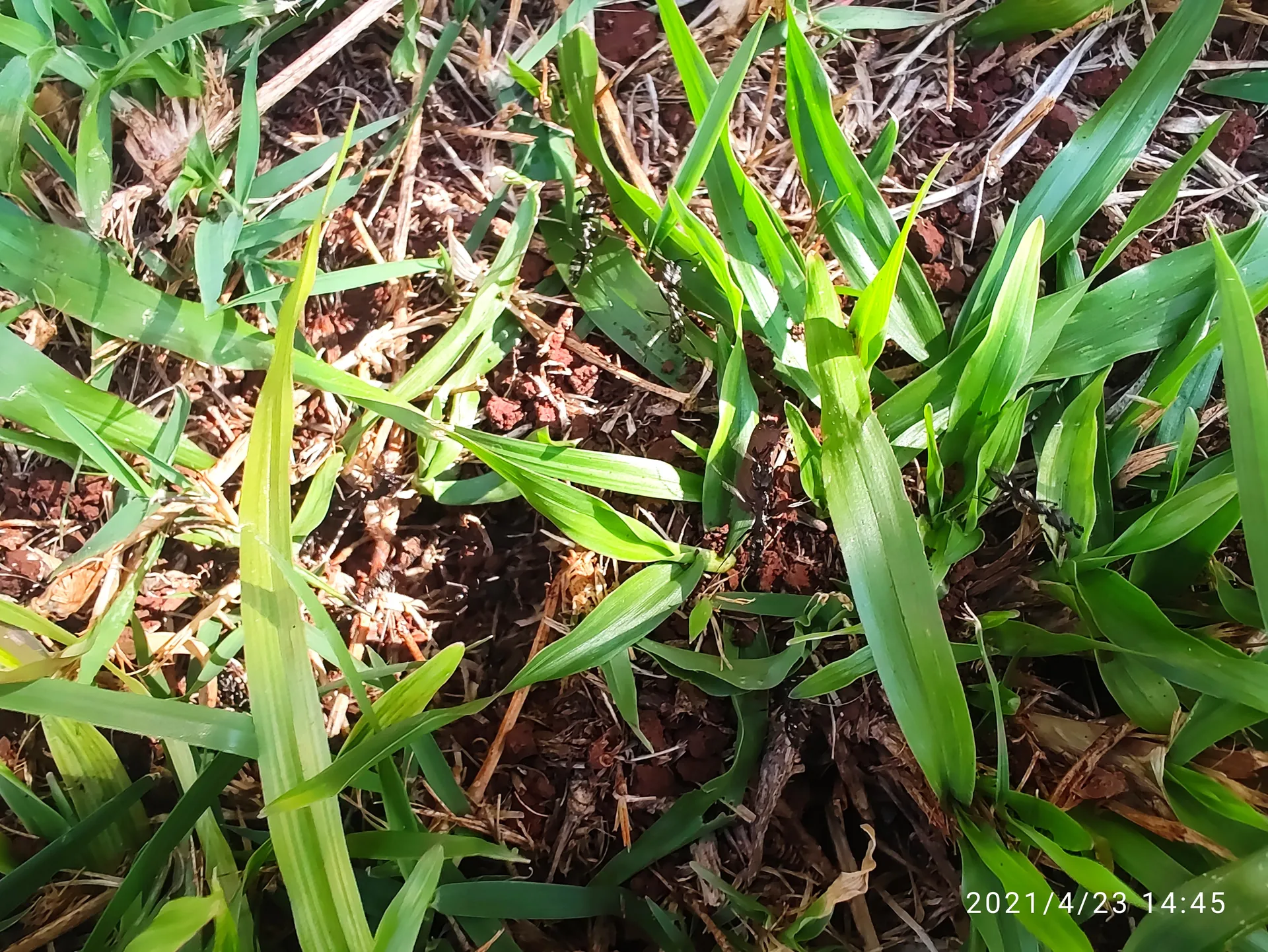 Vall Paiva OnlyFans header