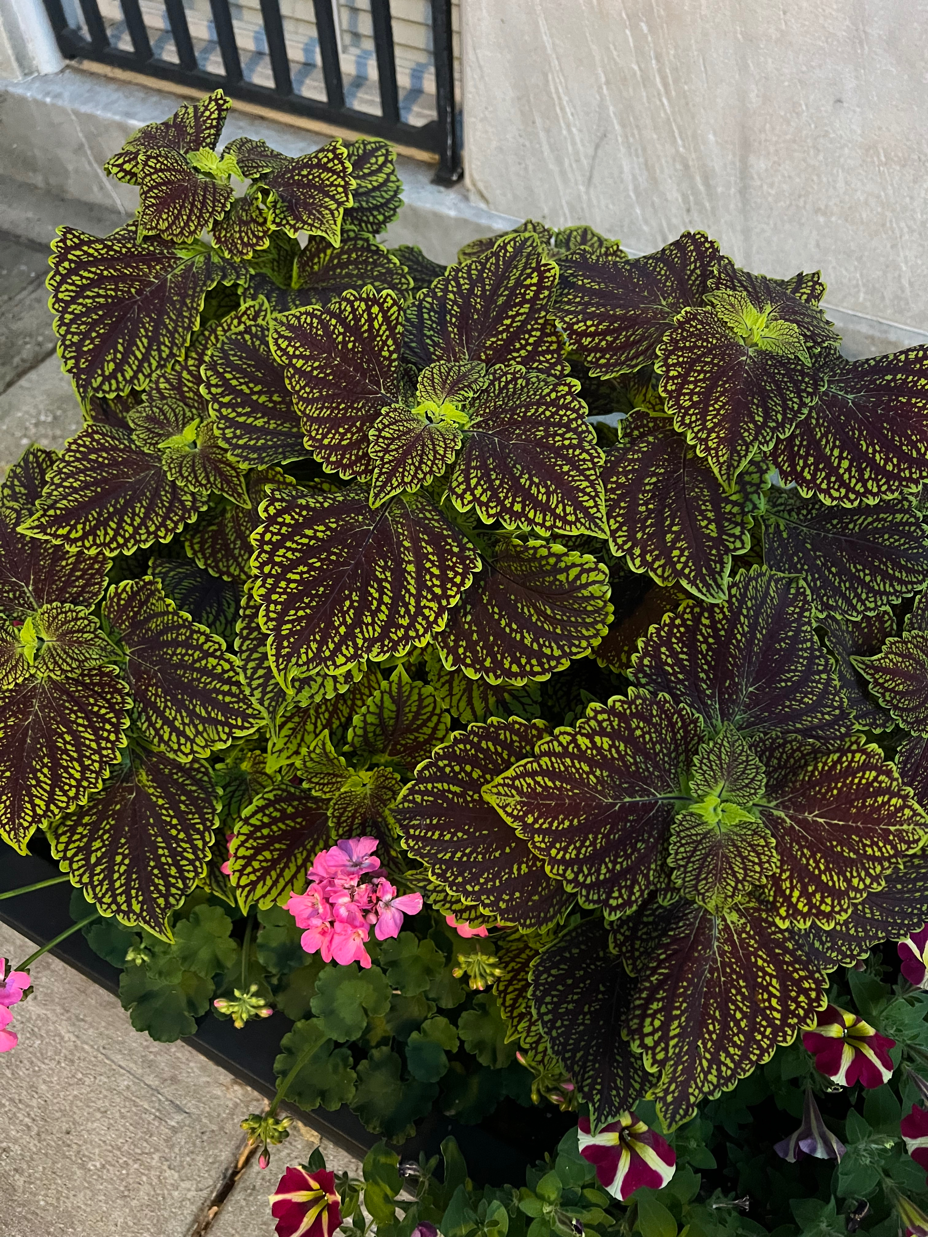 demigod OnlyFans header