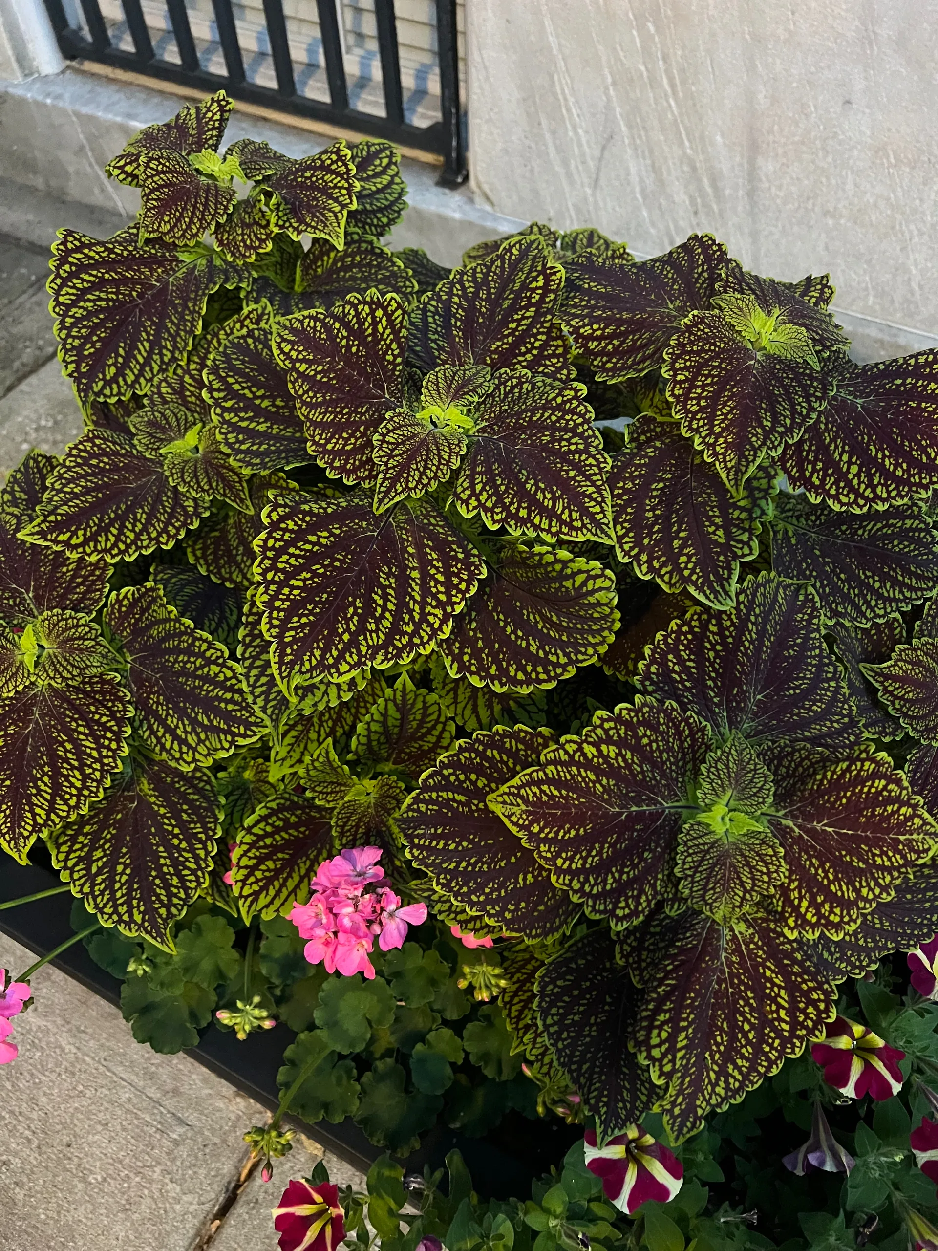 demigod OnlyFans header