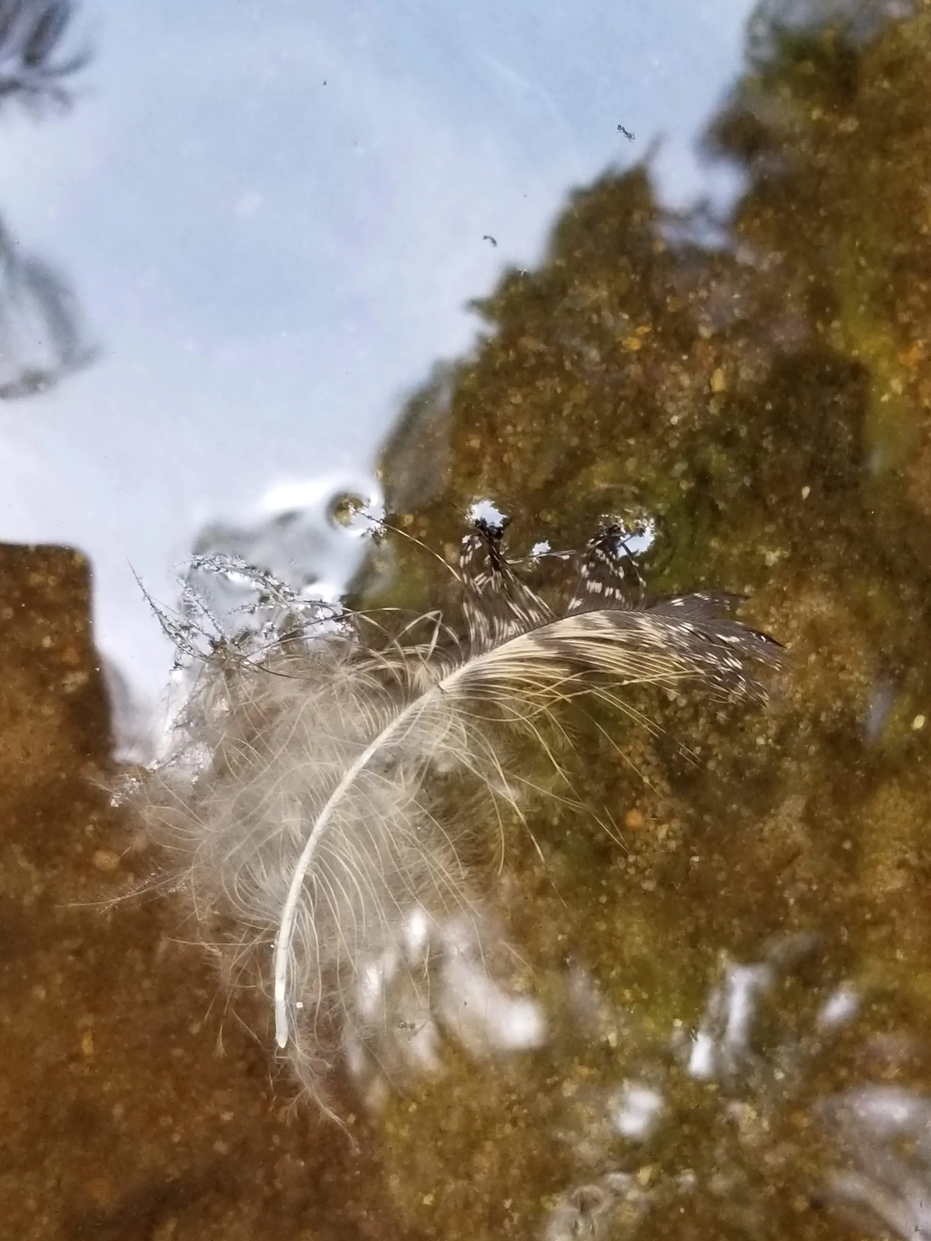 Vampqueen OnlyFans header