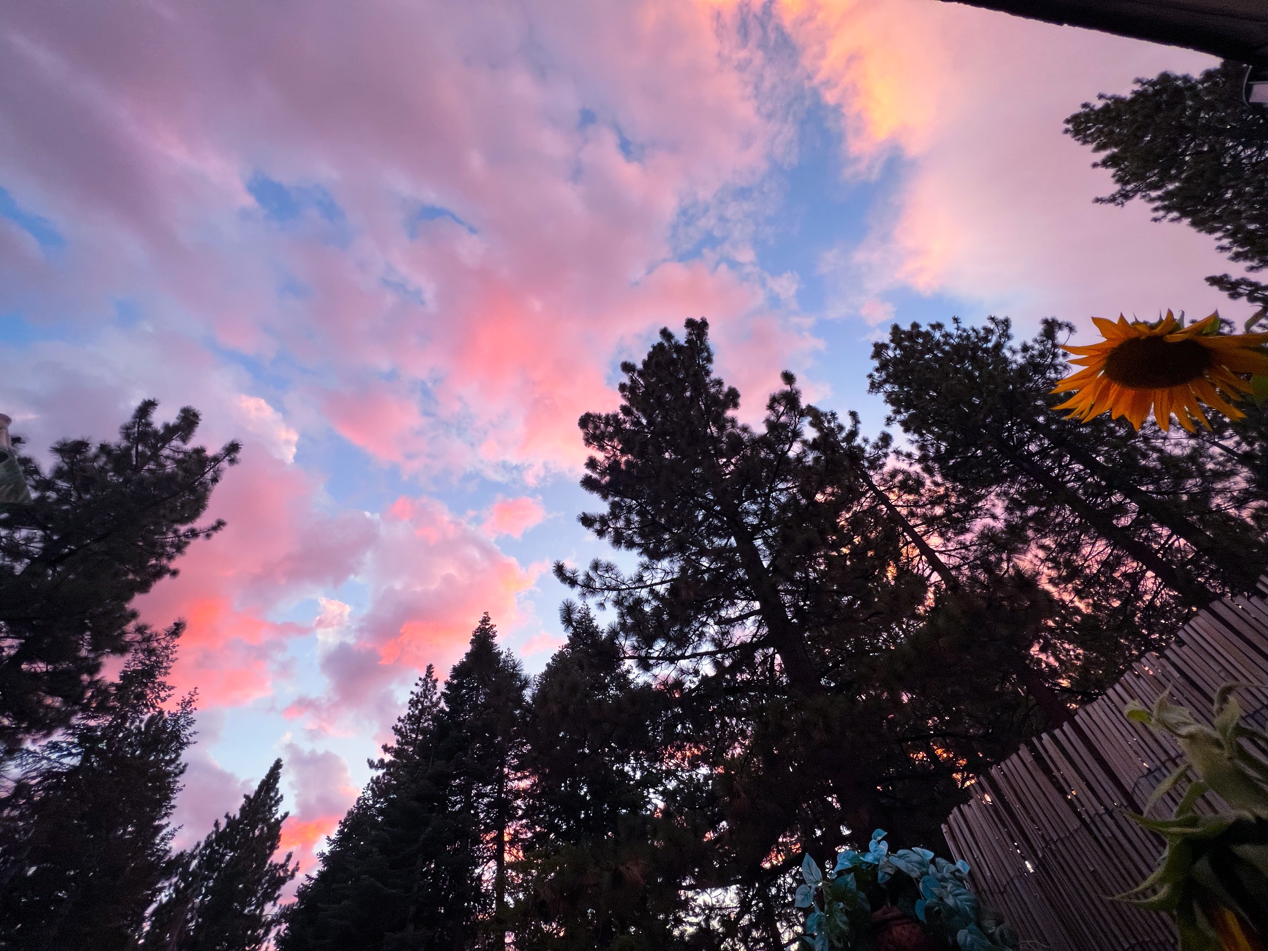 Lyra rose lane OnlyFans header