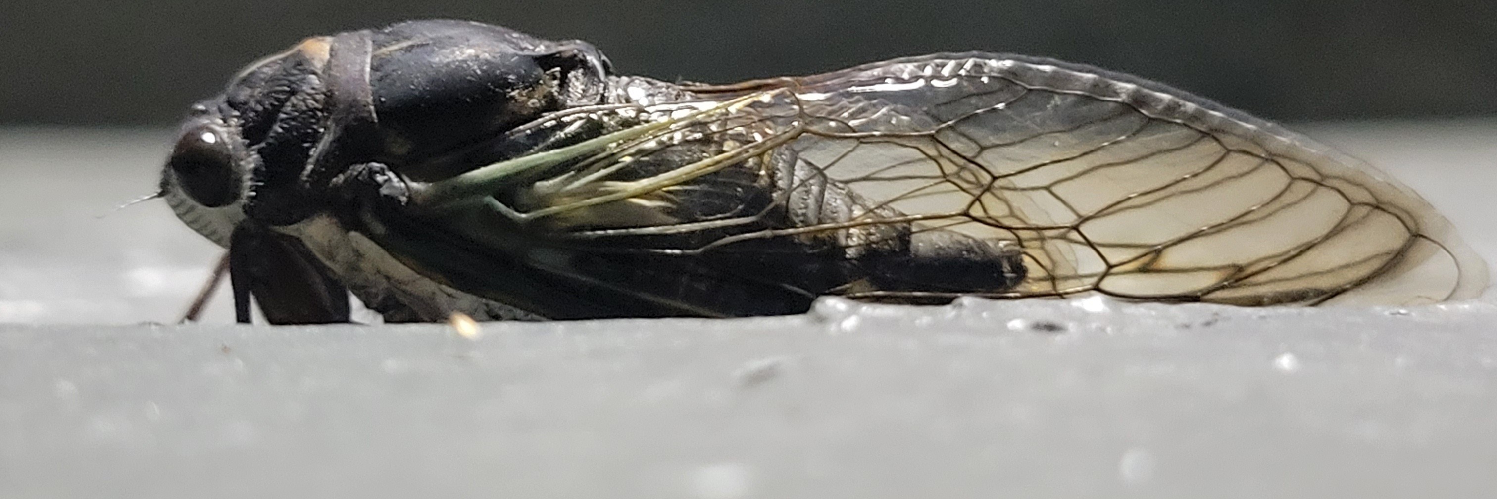 Vane OnlyFans header