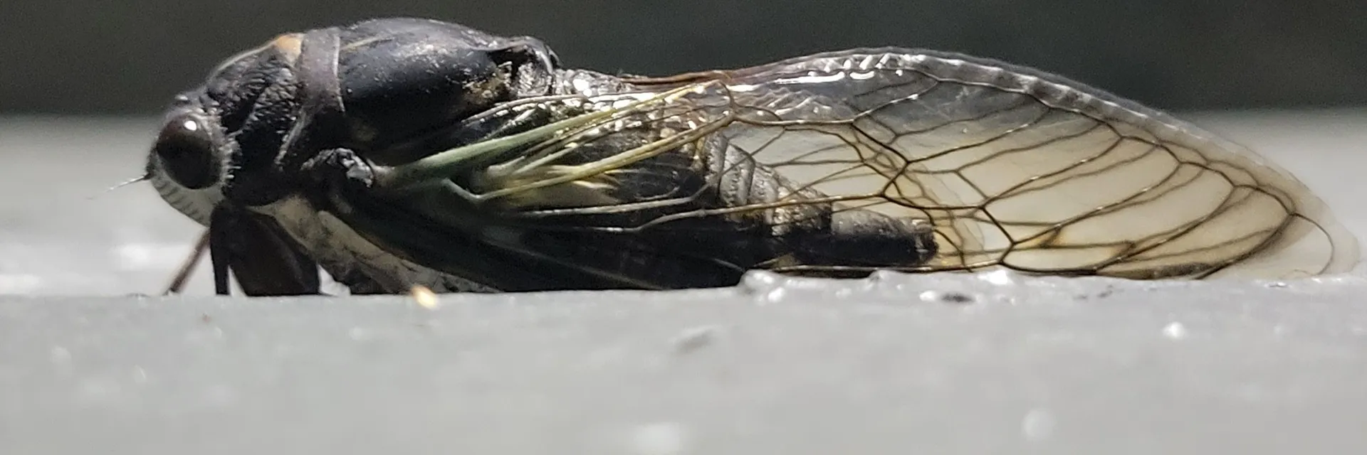 Vane OnlyFans header