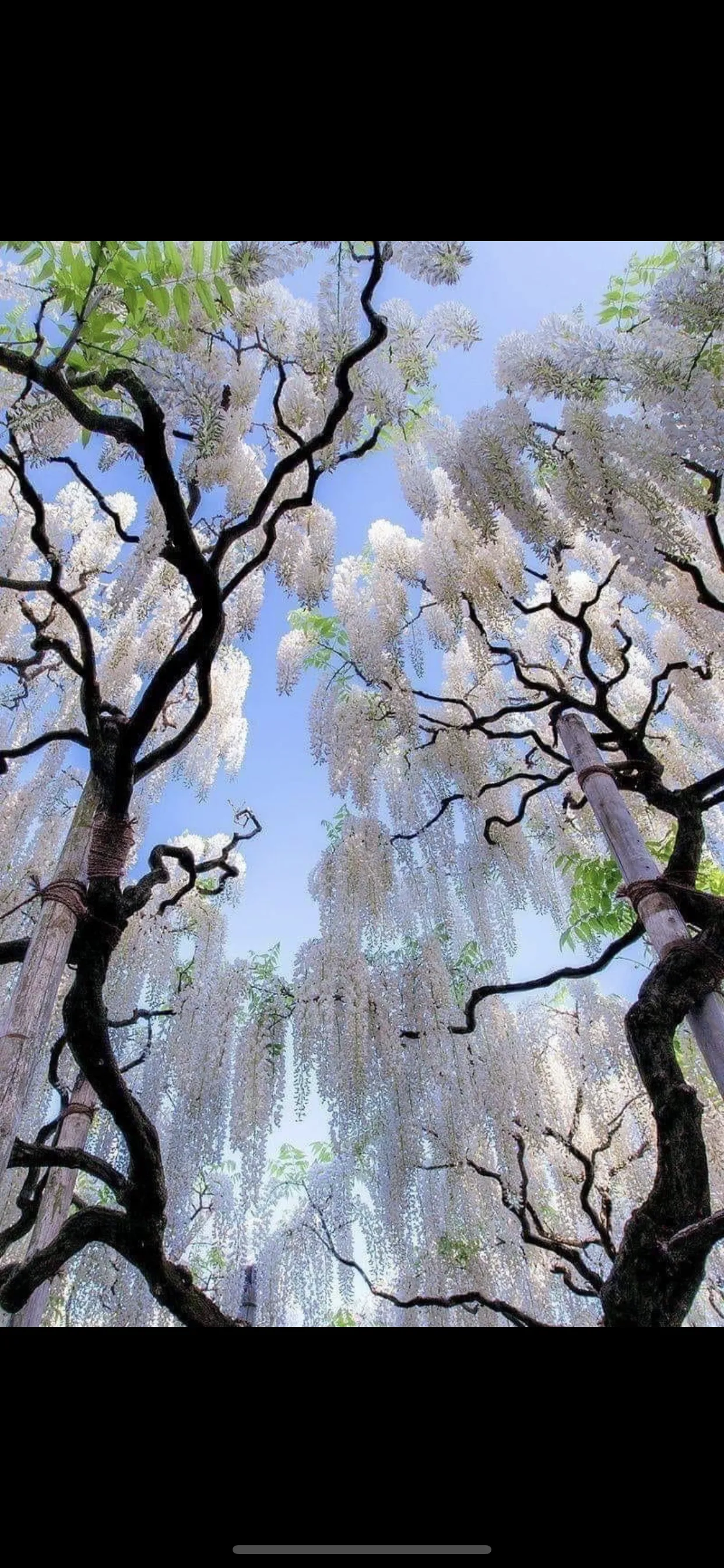 Vanechicha😈💫 OnlyFans header