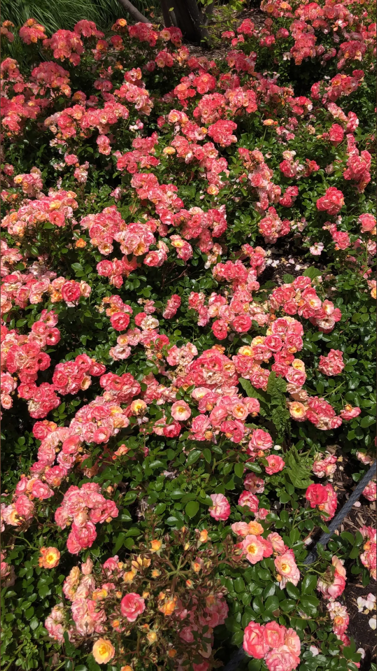 Vanessa’s Dripping Nectar OnlyFans header