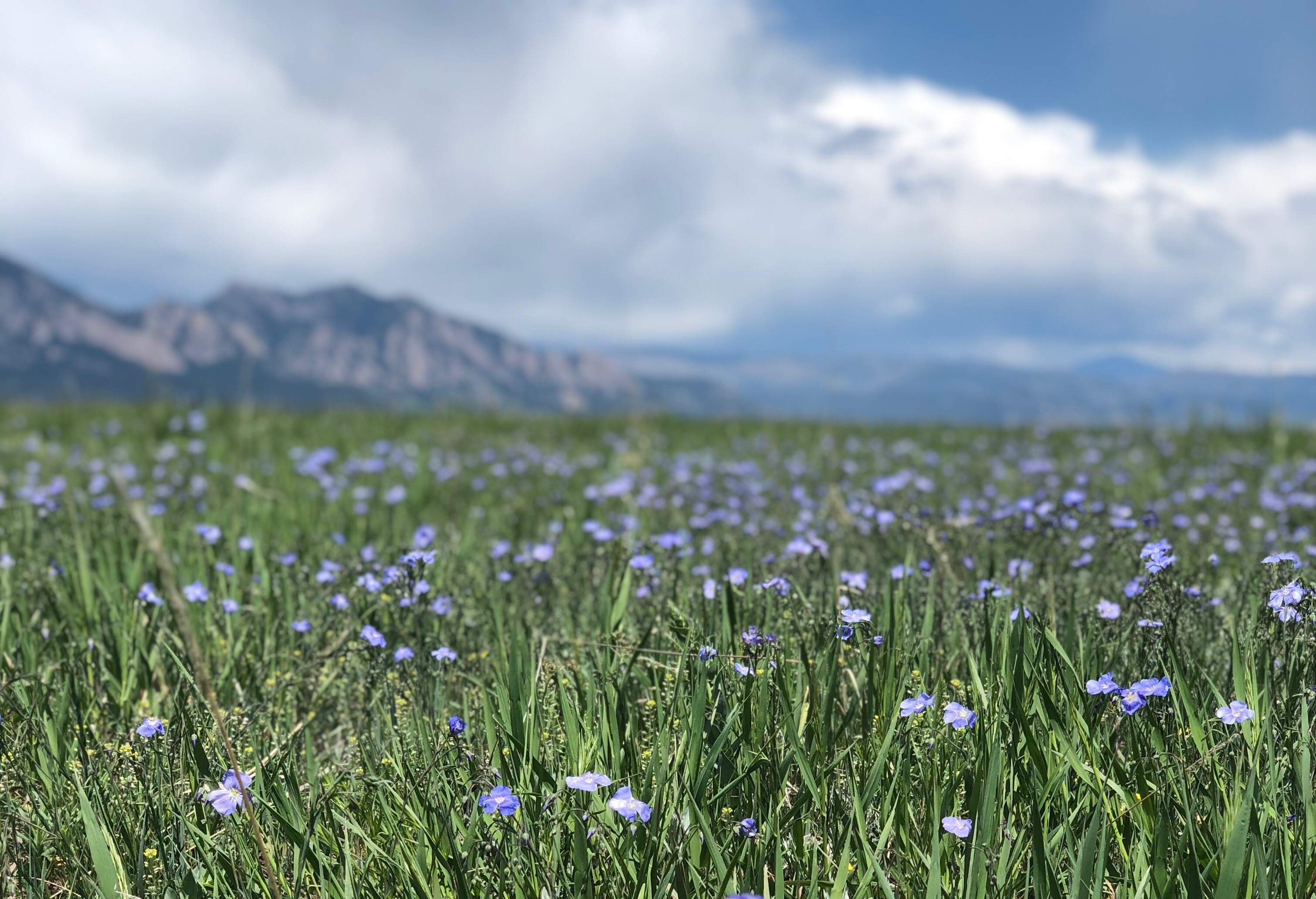 Vanessa Bloome OnlyFans header