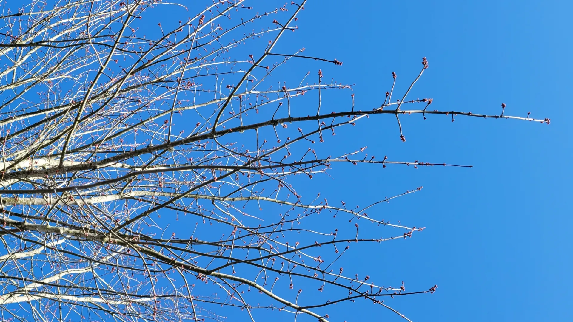 Vanessa is hairy! OnlyFans header