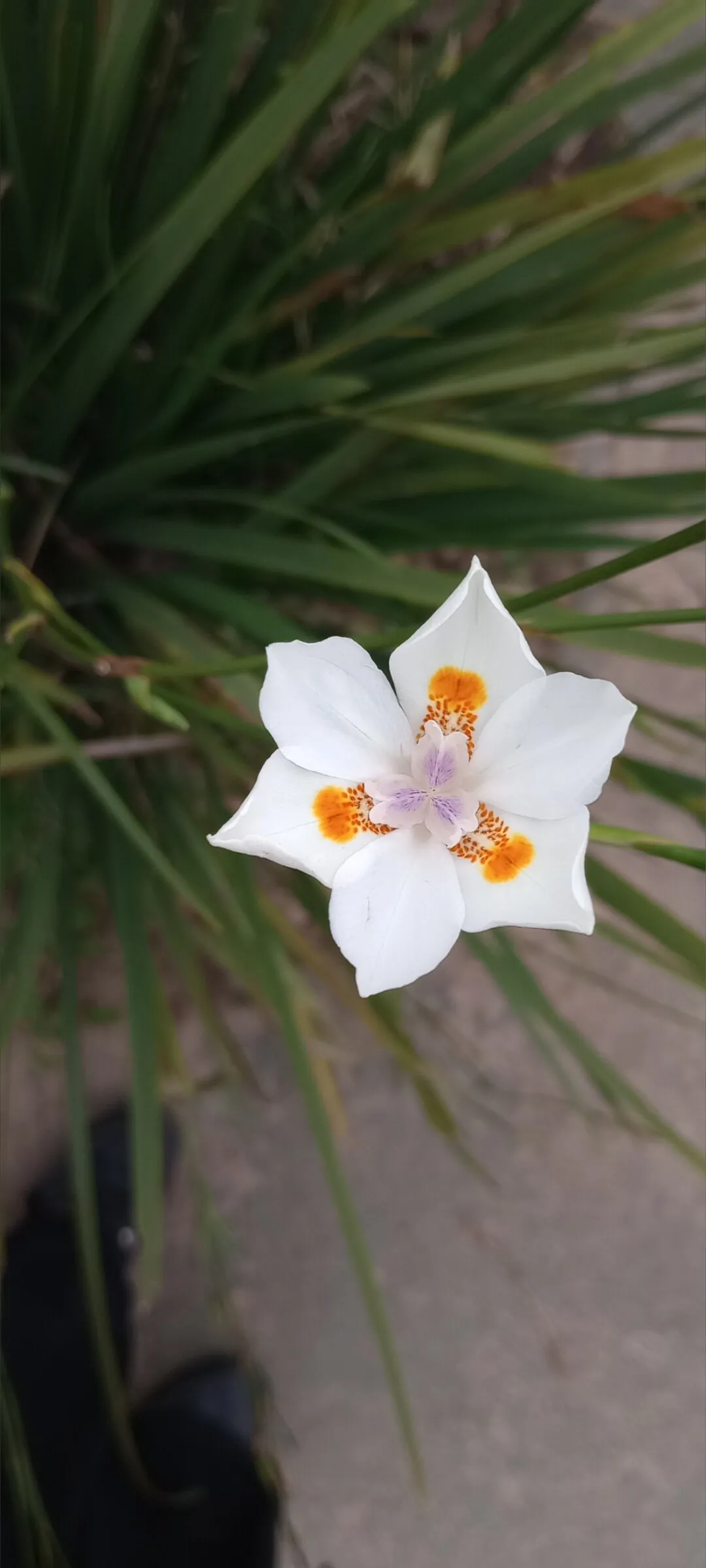 Angelinä OnlyFans header