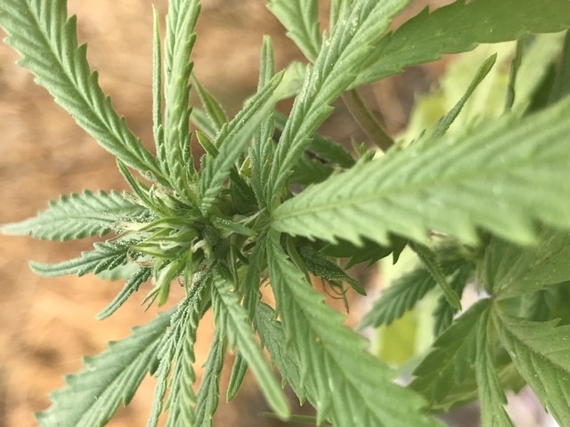 Vanilla OnlyFans header