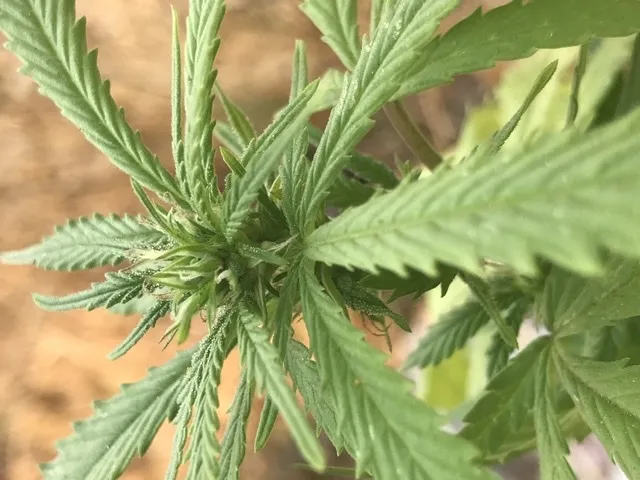 Vanilla OnlyFans header